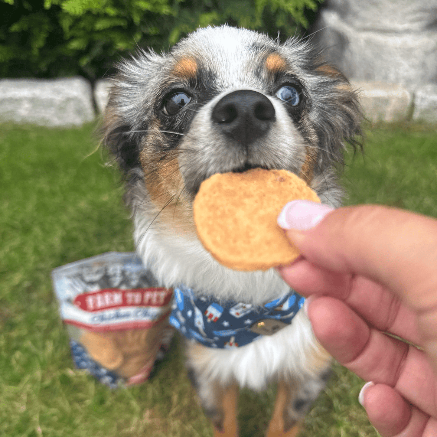 Americana Chicken Chips for Dogs – Single-Ingredient, Human-Grade | Made in USA