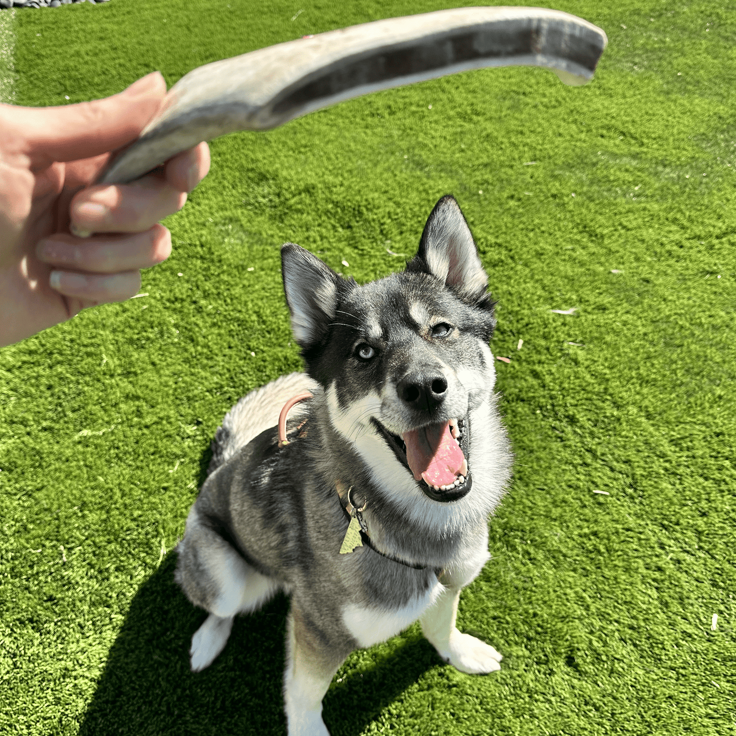 Reindeer Antler Dog Chews – Toughest Organic Chew | Whole & Split | Wild-Gathered Alaska