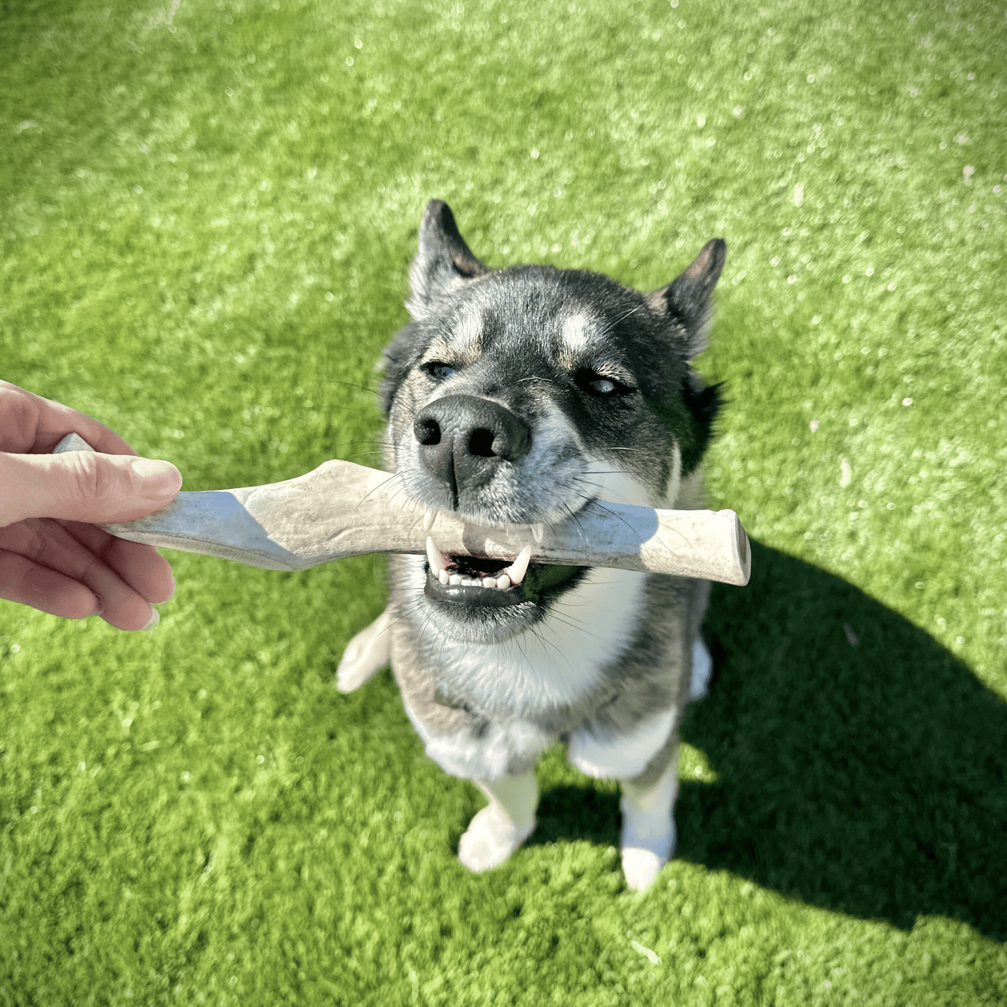 Reindeer Antler Dog Chews – Toughest Organic Chew | Whole & Split | Wild-Gathered Alaska