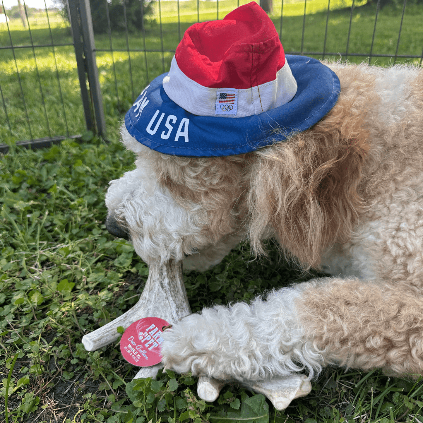 Deer Antler Dog Chews – Organic Long-Lasting Chews for Aggressive Chewers