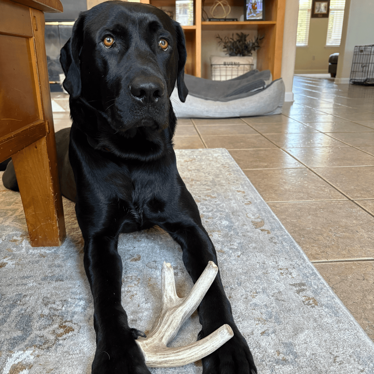 Deer Antler Dog Chews – Organic Long-Lasting Chews for Aggressive Chewers