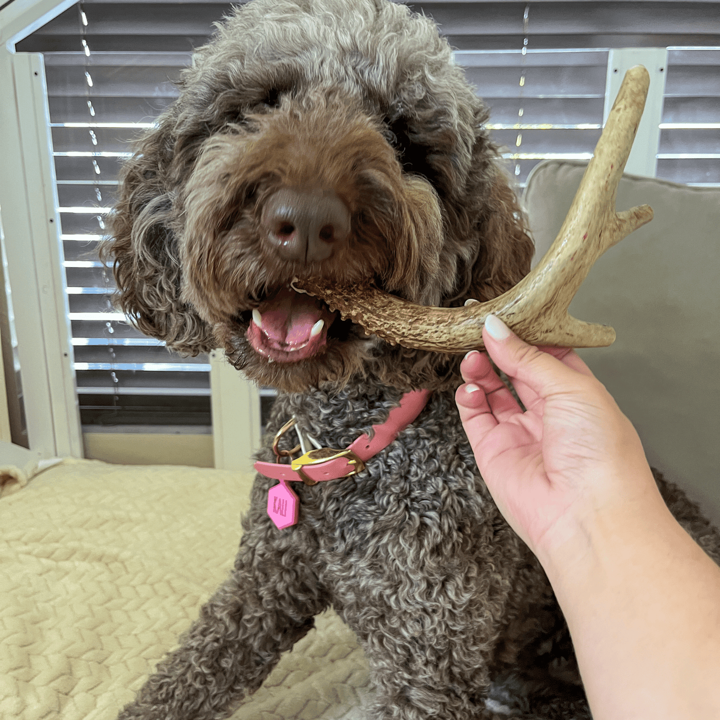 Deer Antler Dog Chews – Organic Long-Lasting Chews for Aggressive Chewers