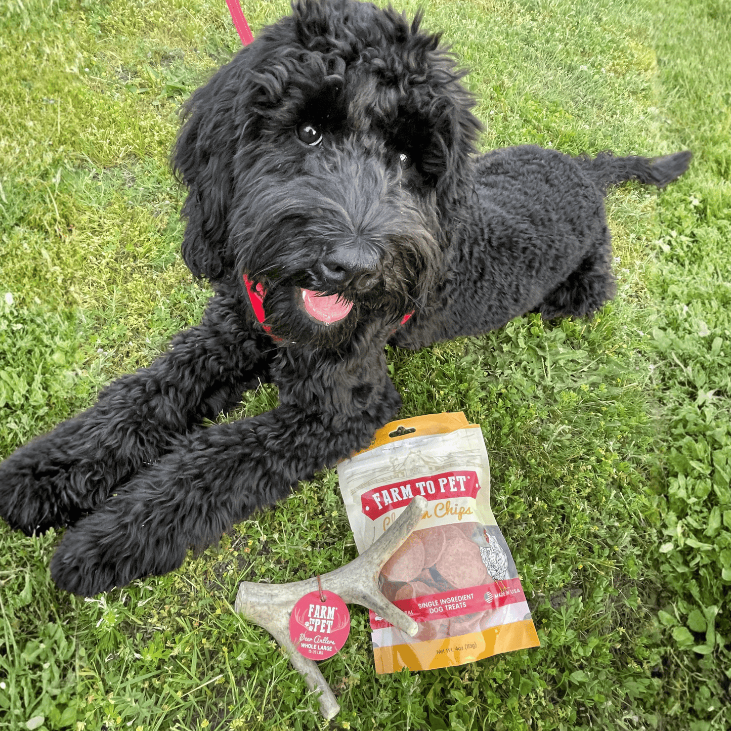 Deer Antler Dog Chews – Organic Long-Lasting Chews for Aggressive Chewers
