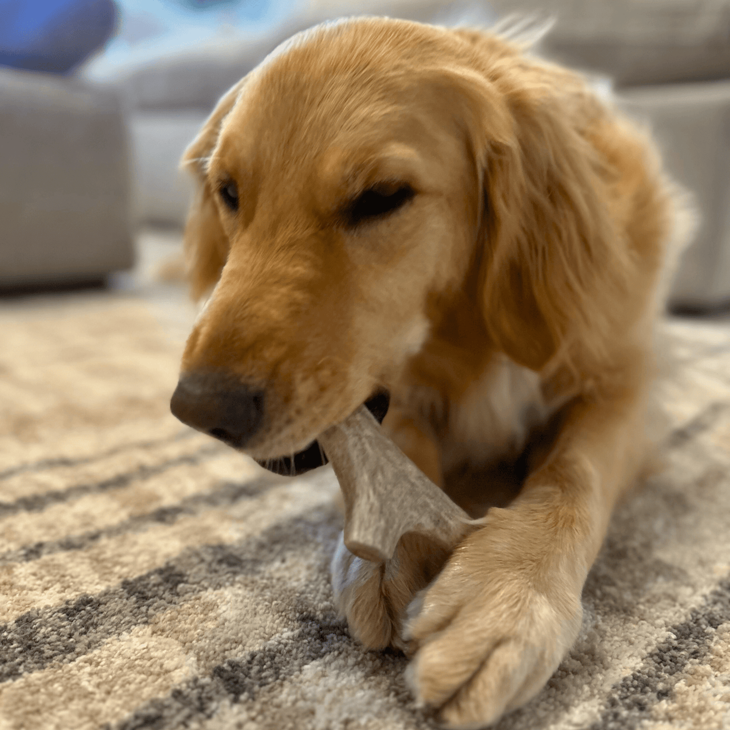 Deer Antler Dog Chews – Organic Long-Lasting Chews for Aggressive Chewers