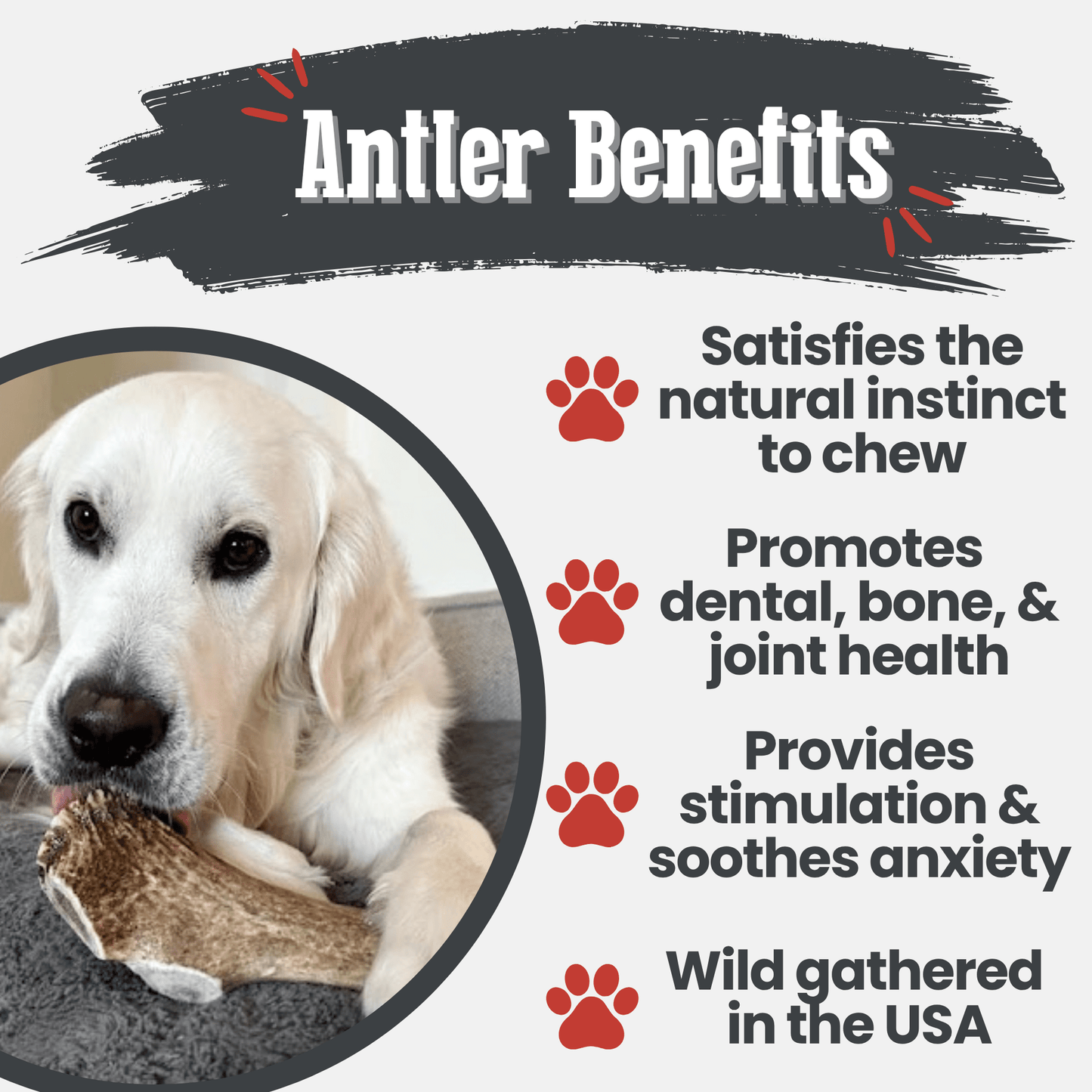 Elk Antler Dog Chews – Whole & Split | Splinter-Resistant, Non-Allergenic | Wild-Harvested Wyoming