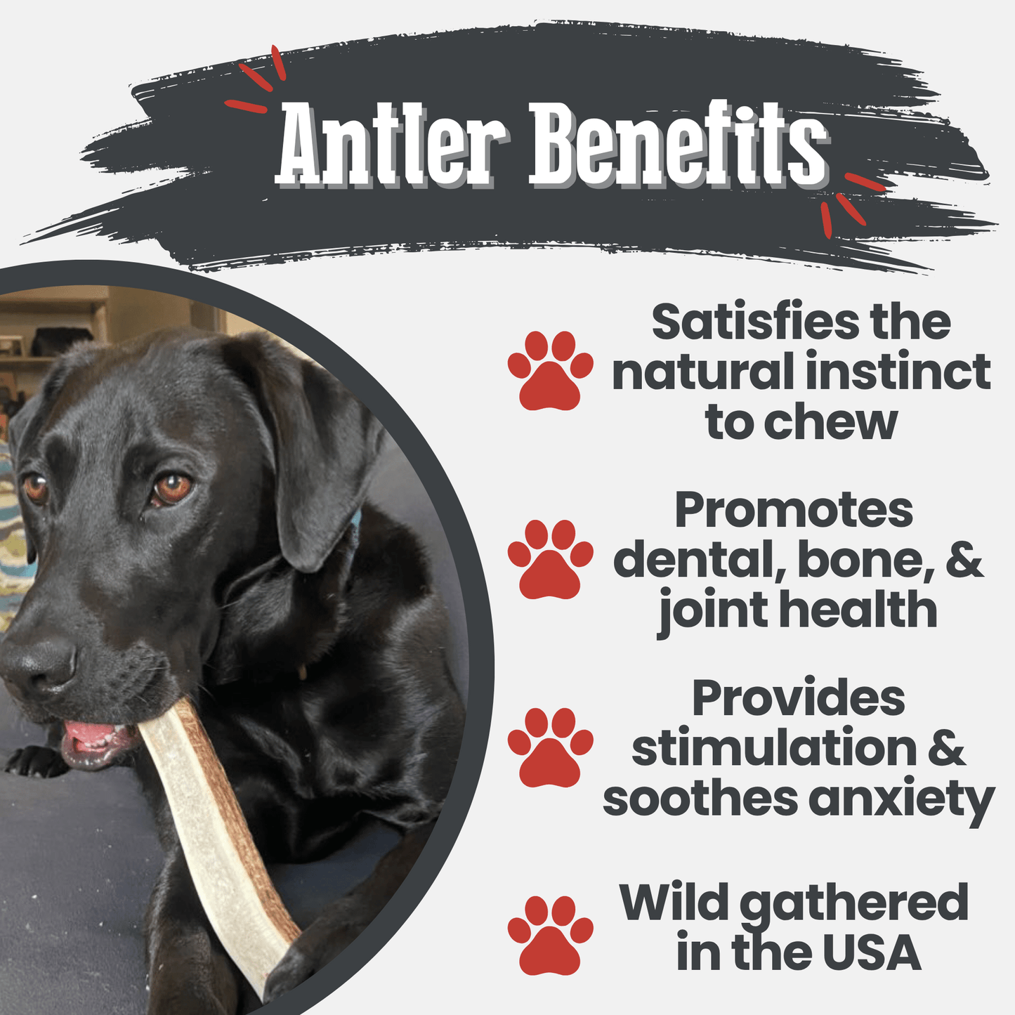 Elk Antler Dog Chews – Whole & Split | Splinter-Resistant, Non-Allergenic | Wild-Harvested Wyoming