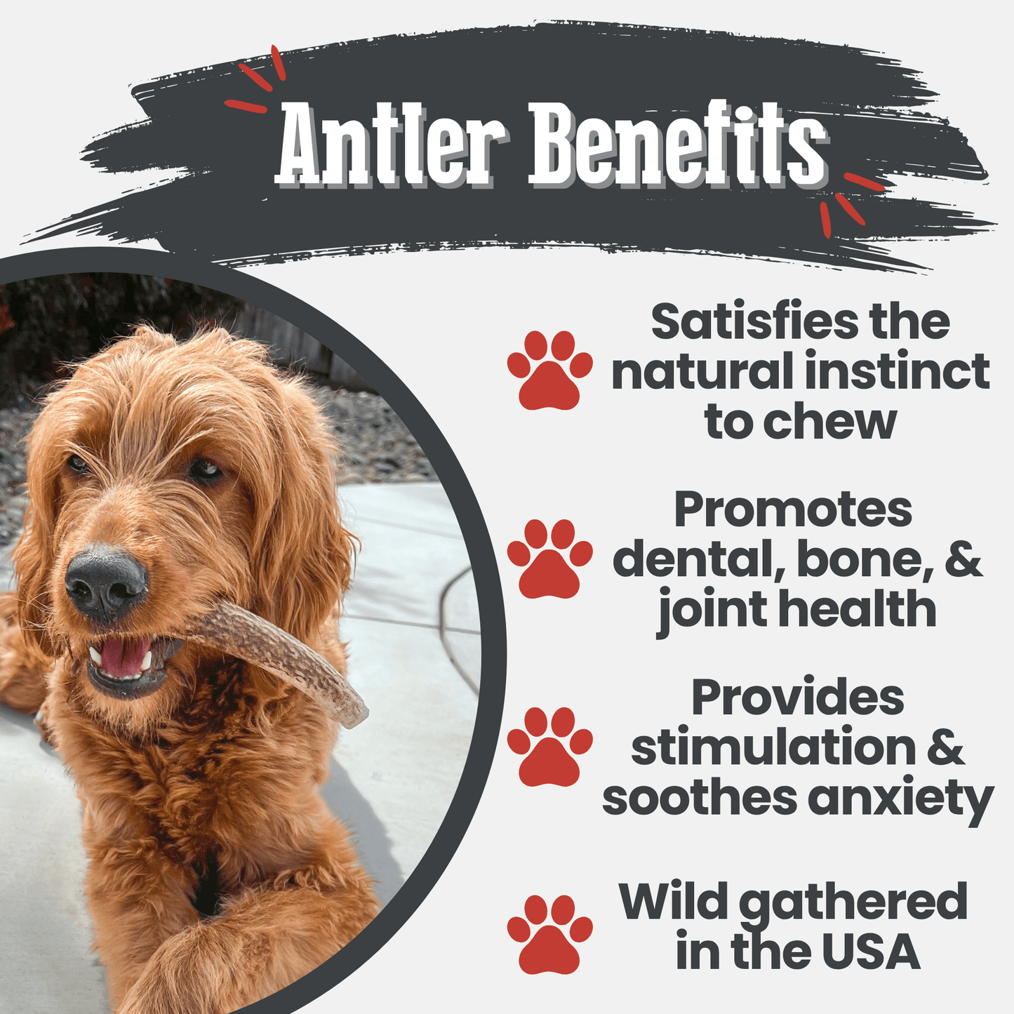 Elk Antler Dog Chews – Whole & Split | Splinter-Resistant, Non-Allergenic | Wild-Harvested Wyoming
