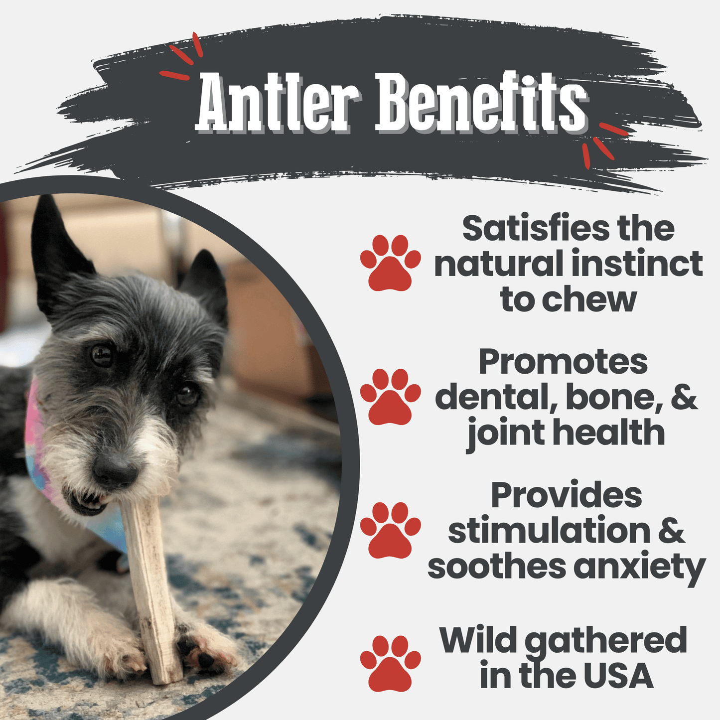 Elk Antler Dog Chews – Whole & Split | Splinter-Resistant, Non-Allergenic | Wild-Harvested Wyoming