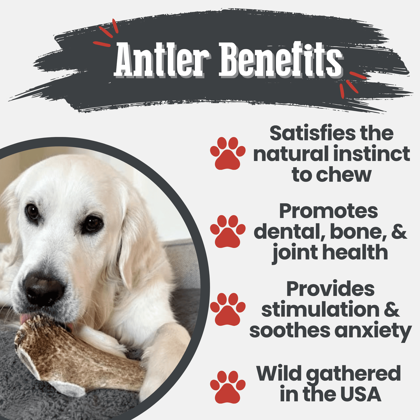 Elk Antler Dog Chews – Whole & Split | Splinter-Resistant, Non-Allergenic | Wild-Harvested Wyoming