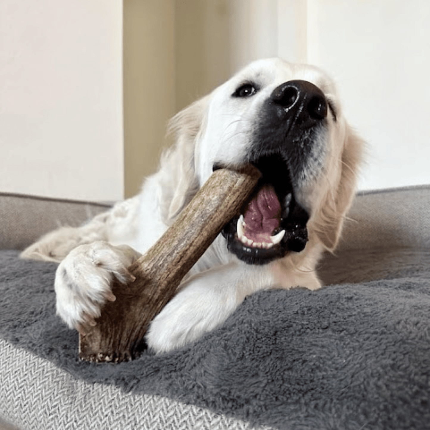 Elk Antler Dog Chews – Whole & Split | Splinter-Resistant, Non-Allergenic | Wild-Harvested Wyoming