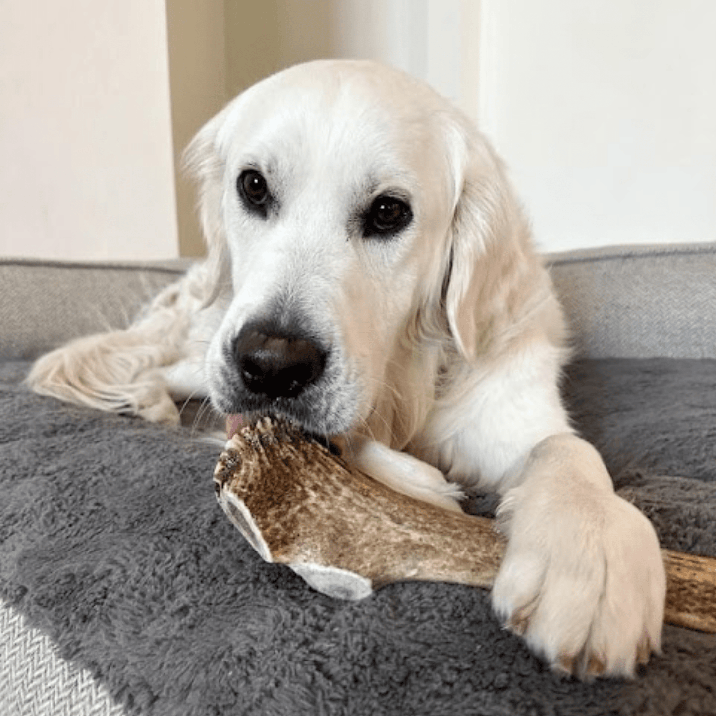 Elk Antler Dog Chews – Whole & Split | Splinter-Resistant, Non-Allergenic | Wild-Harvested Wyoming