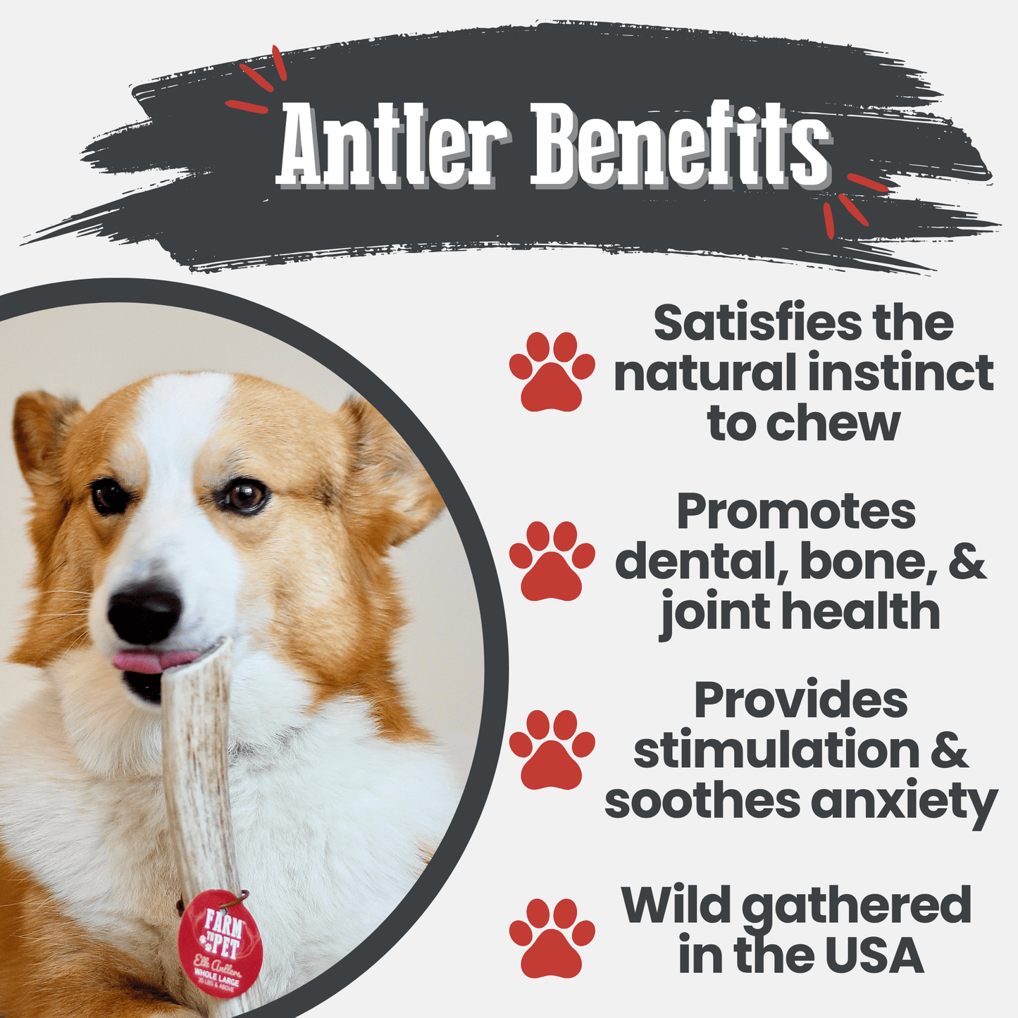 Elk Antler Dog Chews – Whole & Split | Splinter-Resistant, Non-Allergenic | Wild-Harvested Wyoming