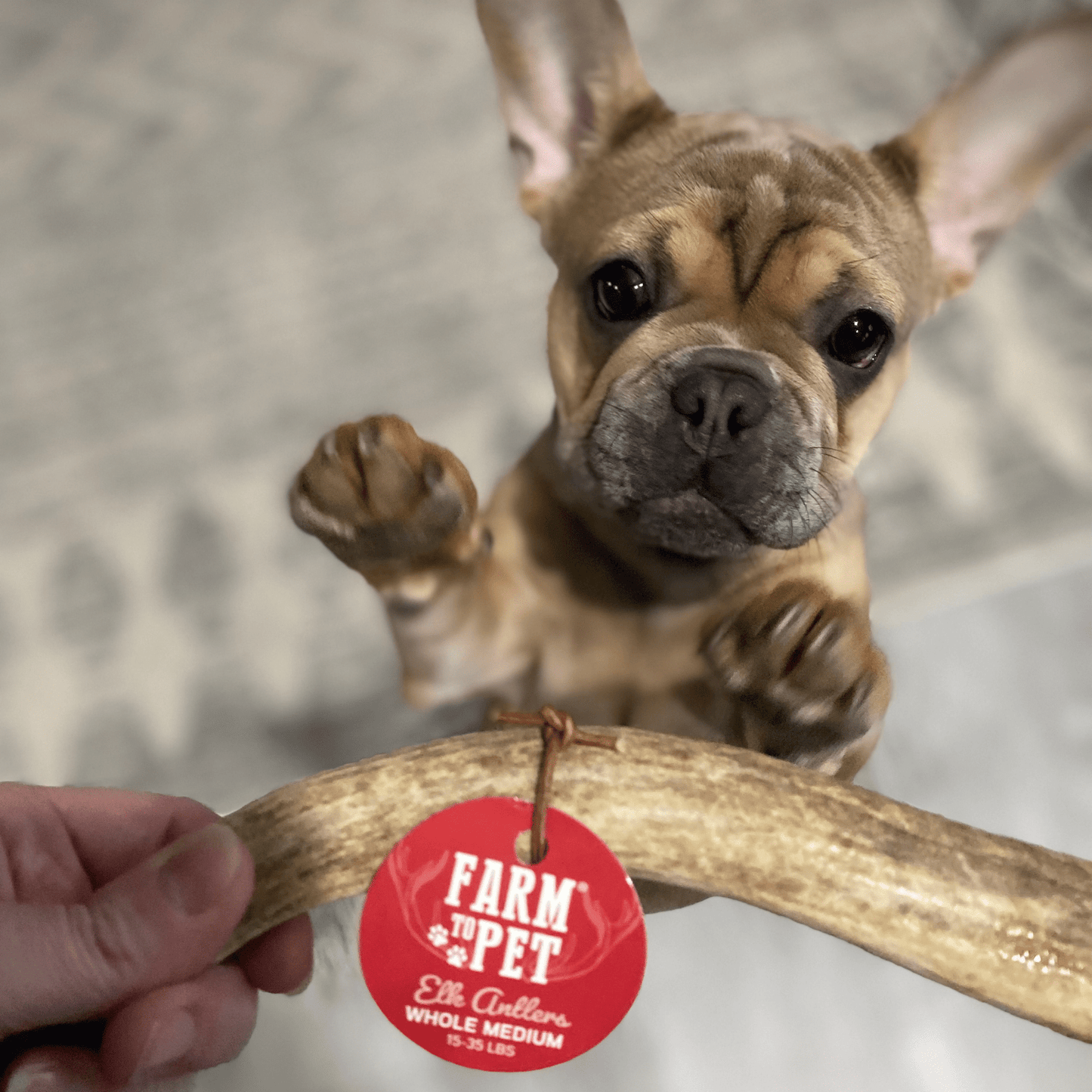 Elk Antler Dog Chews – Whole & Split | Splinter-Resistant, Non-Allergenic | Wild-Harvested Wyoming