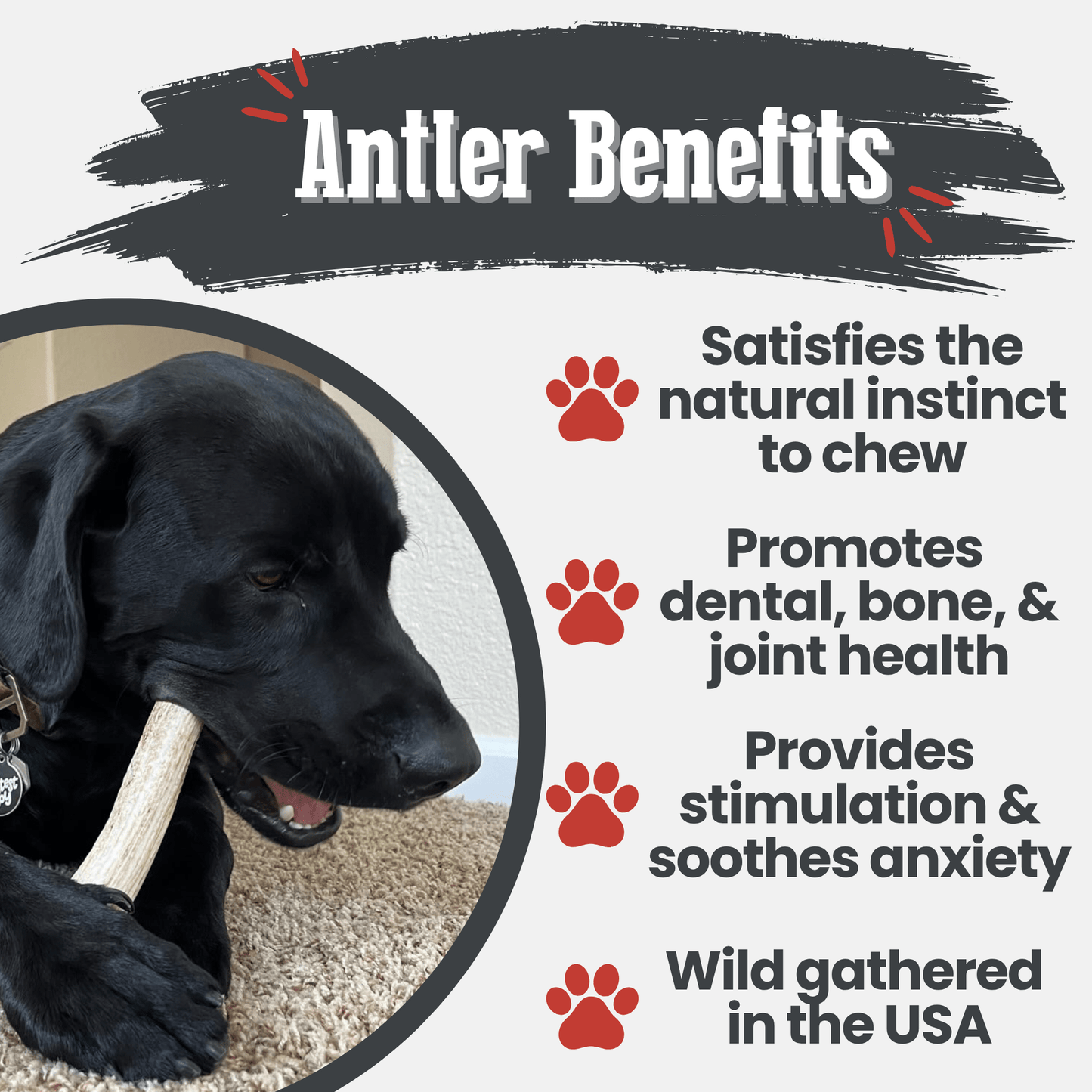 Elk Antler Dog Chews – Whole & Split | Splinter-Resistant, Non-Allergenic | Wild-Harvested Wyoming
