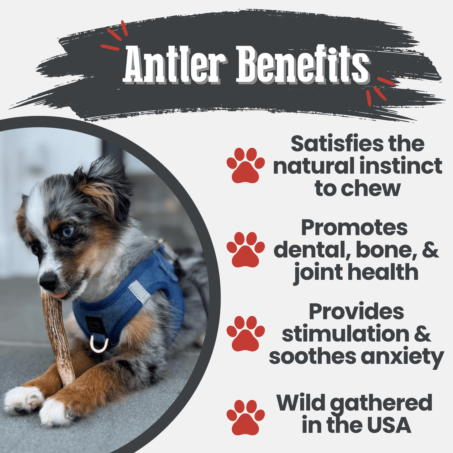 Elk Antler Dog Chews – Whole & Split | Splinter-Resistant, Non-Allergenic | Wild-Harvested Wyoming