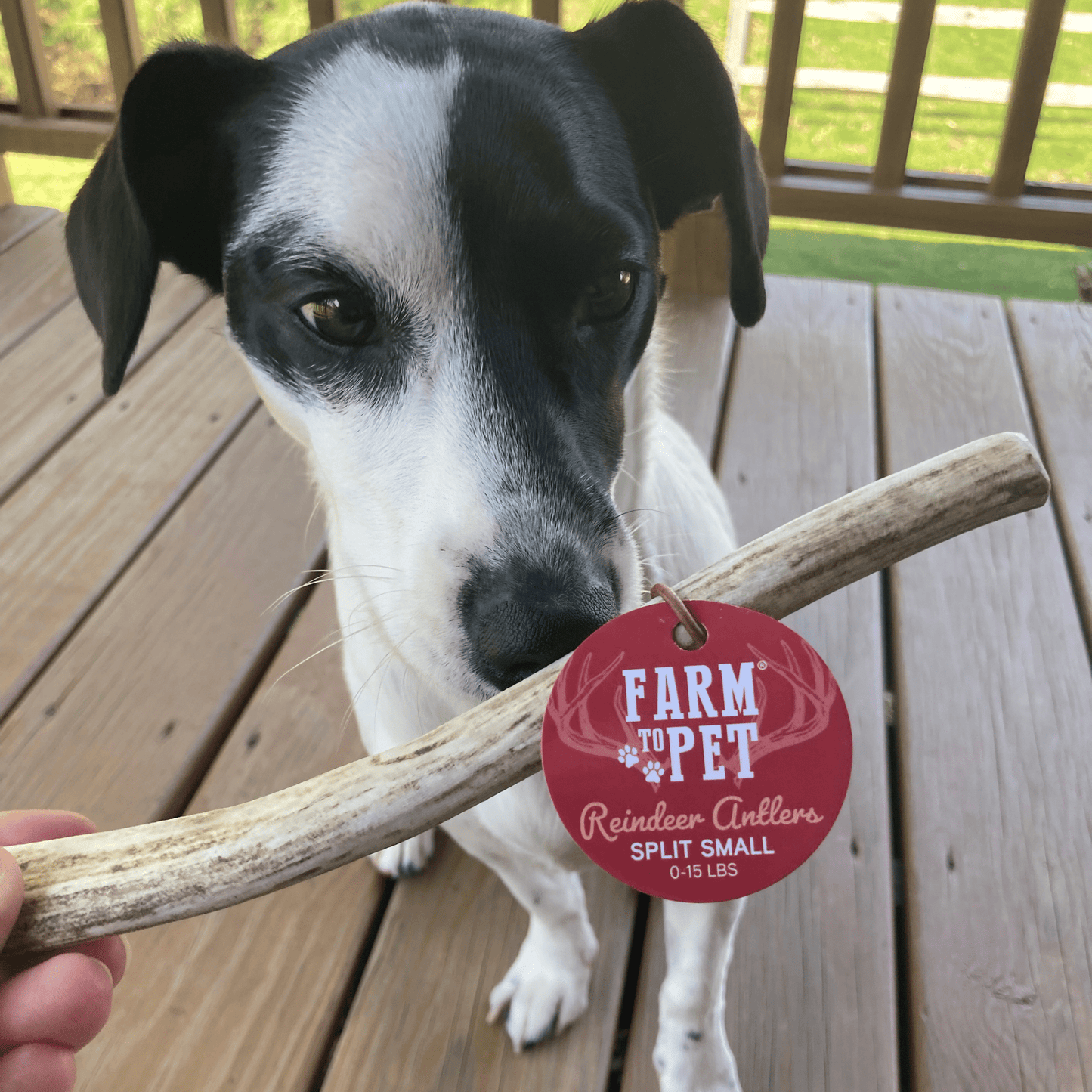 Reindeer Antler Dog Chews – Toughest Organic Chew | Whole & Split | Wild-Gathered Alaska