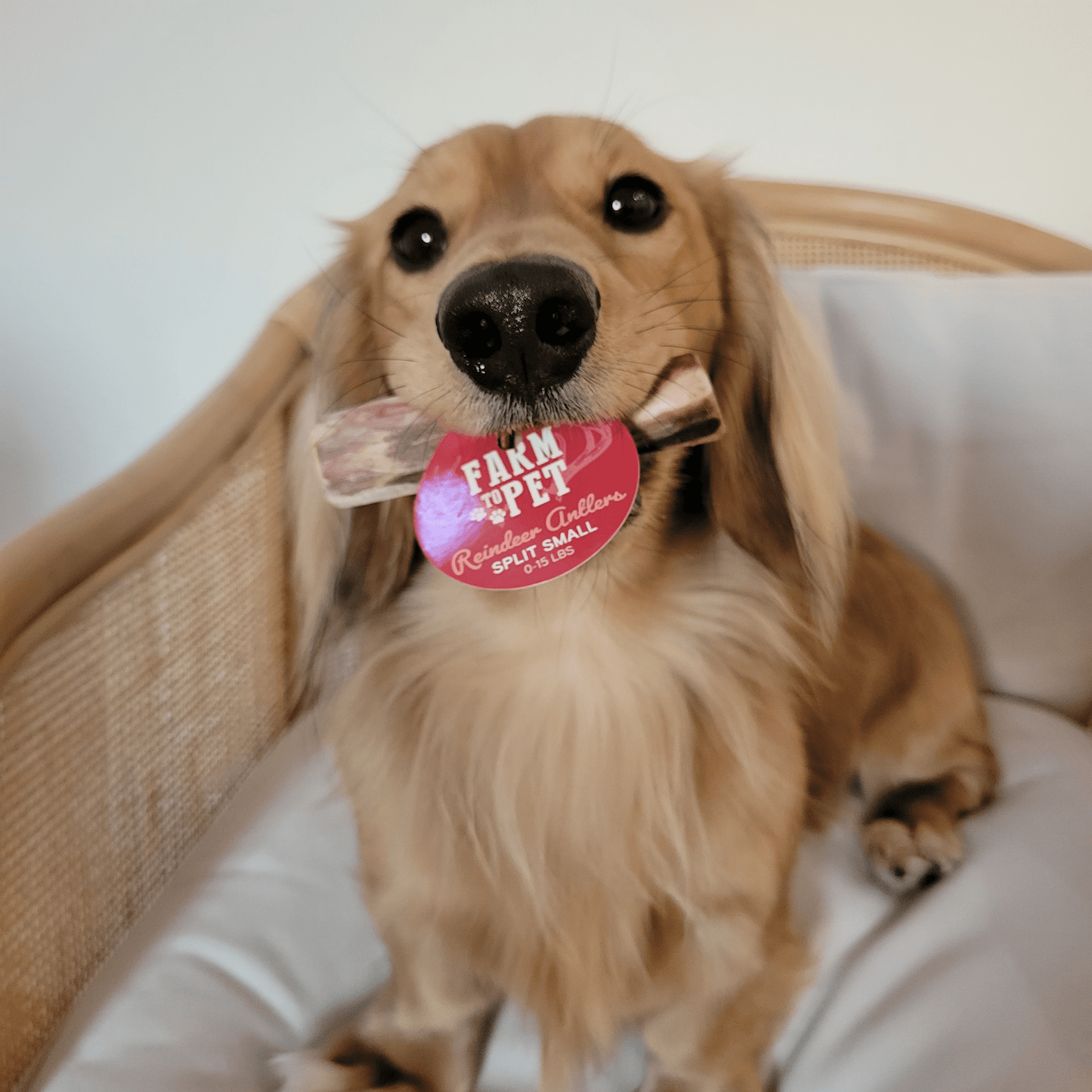 Reindeer Antler Dog Chews – Toughest Organic Chew | Whole & Split | Wild-Gathered Alaska