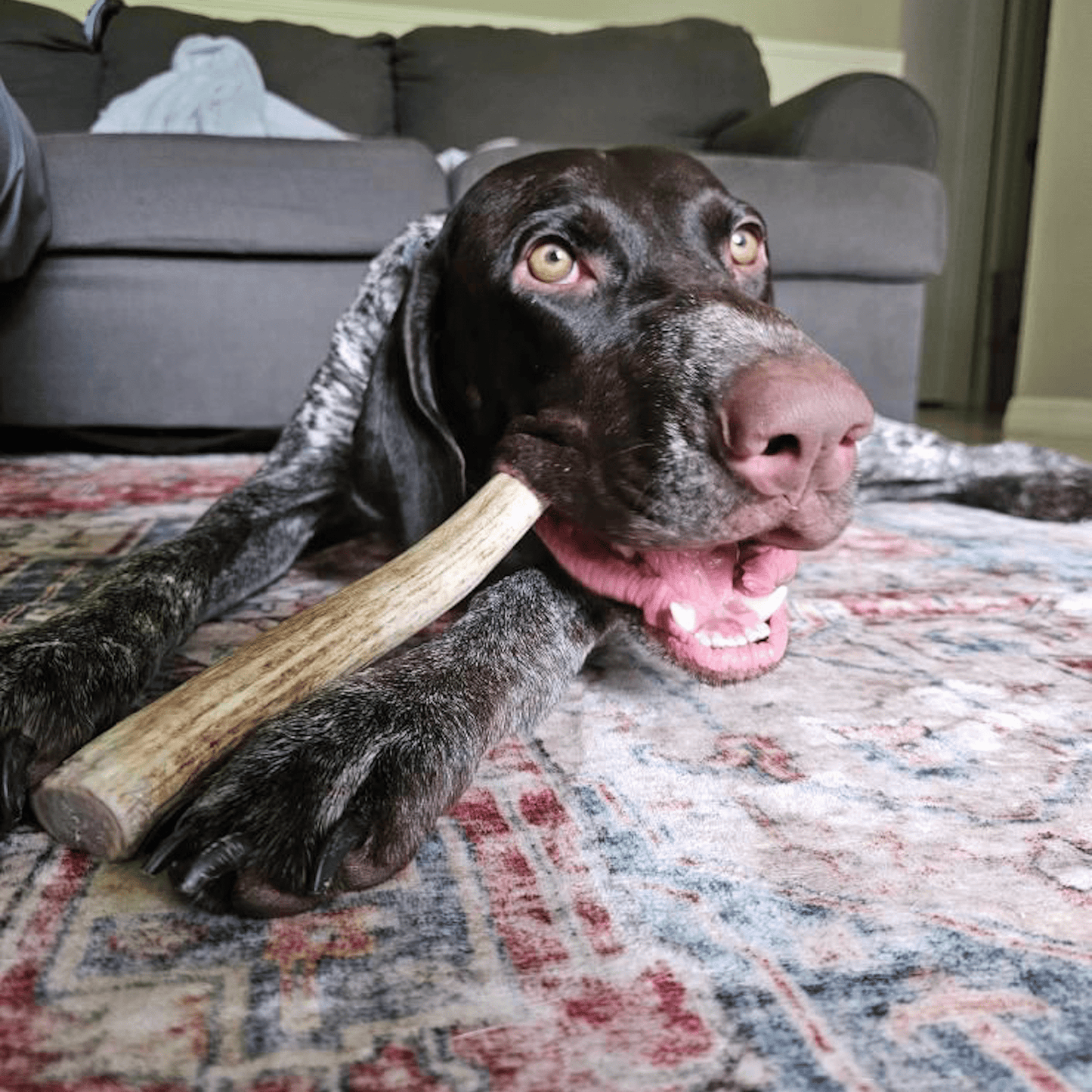 Reindeer Antler Dog Chews – Toughest Organic Chew | Whole & Split | Wild-Gathered Alaska