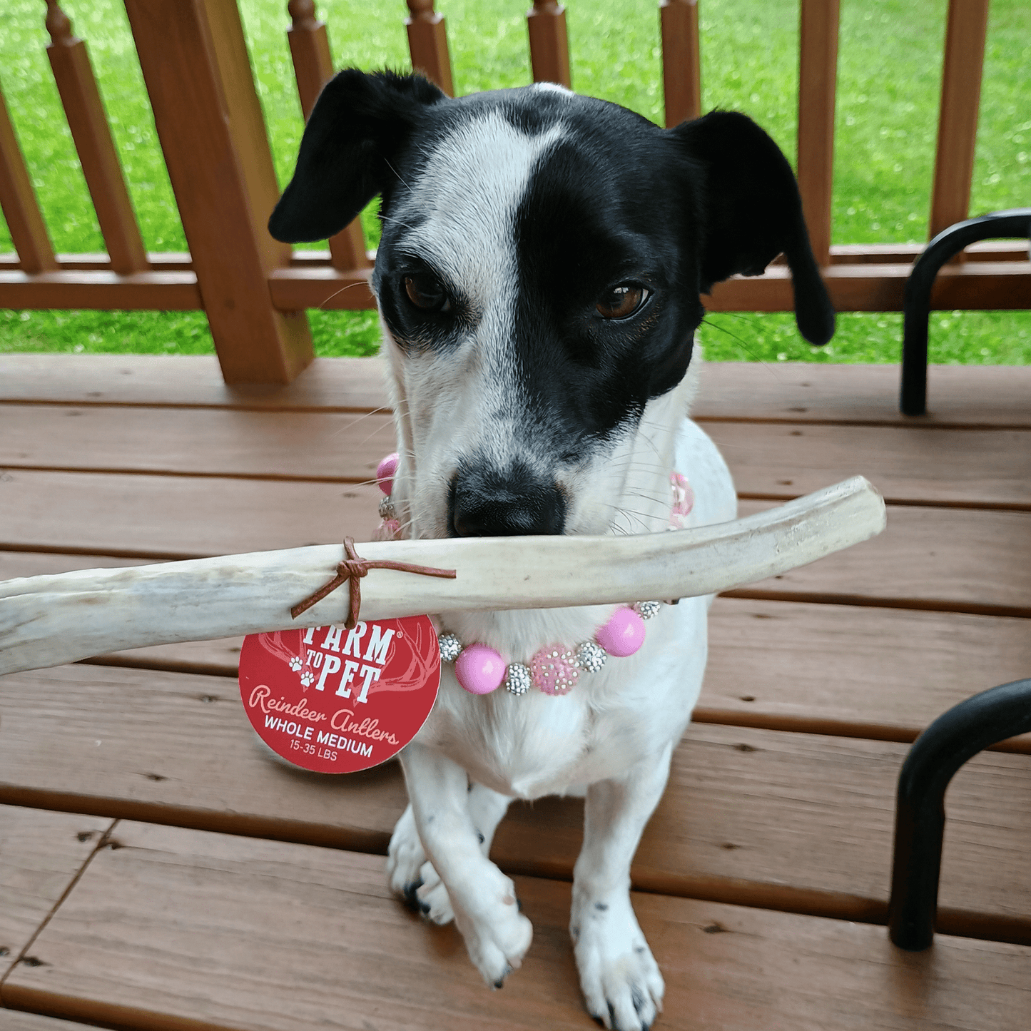 Reindeer Antler Dog Chews – Toughest Organic Chew | Whole & Split | Wild-Gathered Alaska