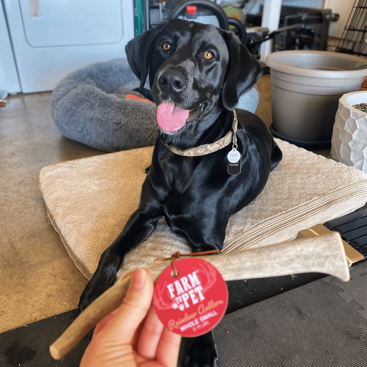 Reindeer Antler Dog Chews – Toughest Organic Chew | Whole & Split | Wild-Gathered Alaska