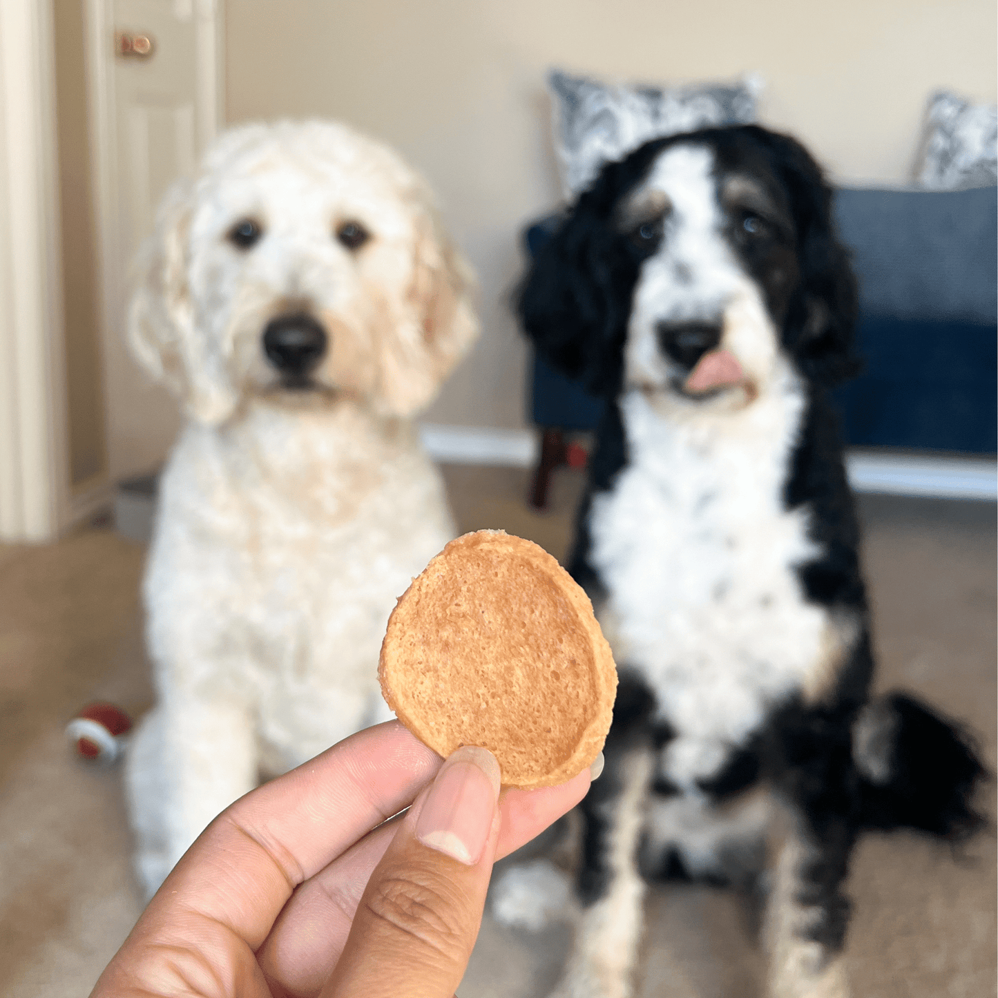 Chicken Chips for Dogs – Single-Ingredient, 80% Protein | Human-Grade | Made in USA