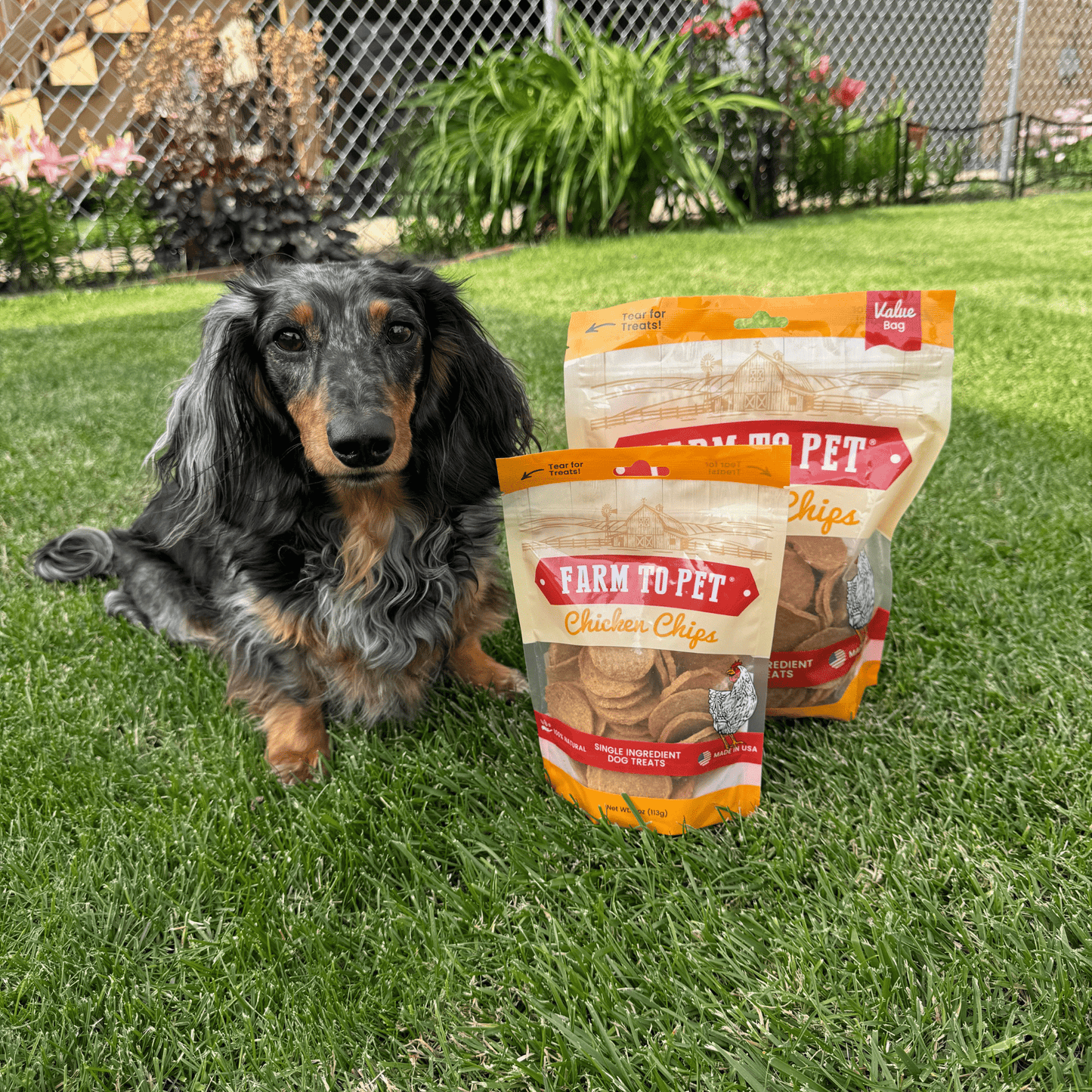 Chicken Chips for Dogs – Single-Ingredient, 80% Protein | Human-Grade | Made in USA