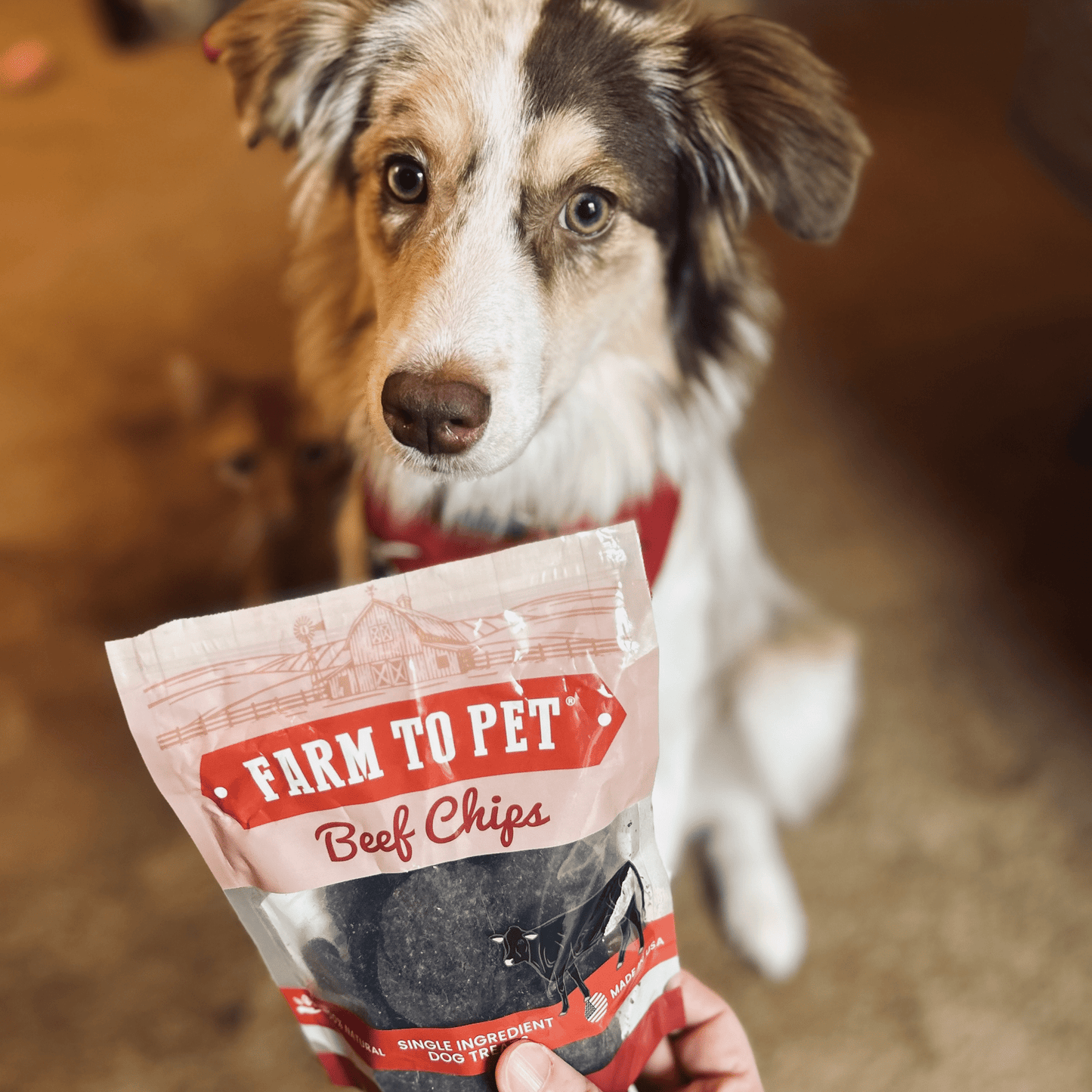 Puppy Packs – Dog Treat Starter Bundle | All 4 Flavors | Single-Ingredient | Made in USA