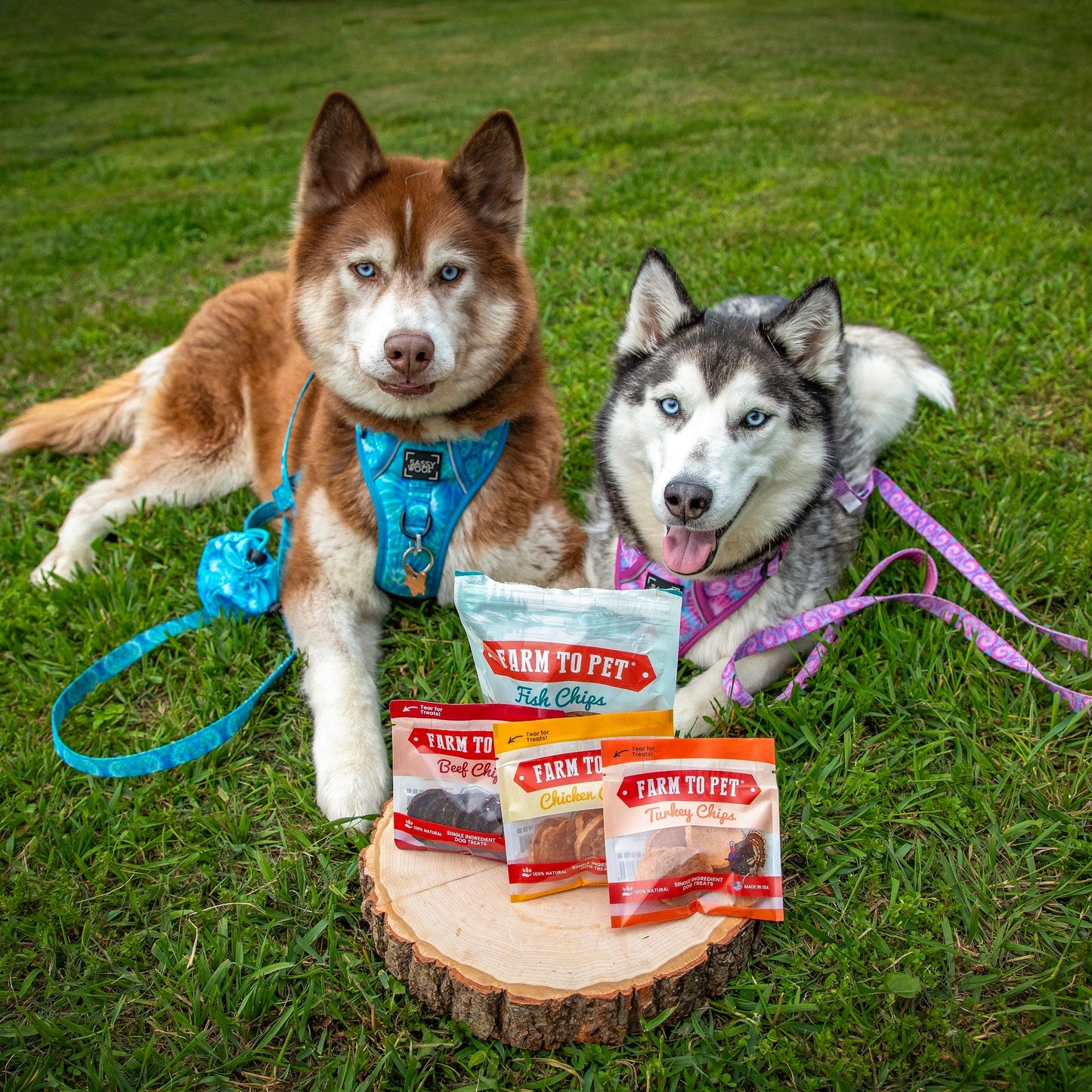 Puppy Packs – Dog Treat Starter Bundle | All 4 Flavors | Single-Ingredient | Made in USA