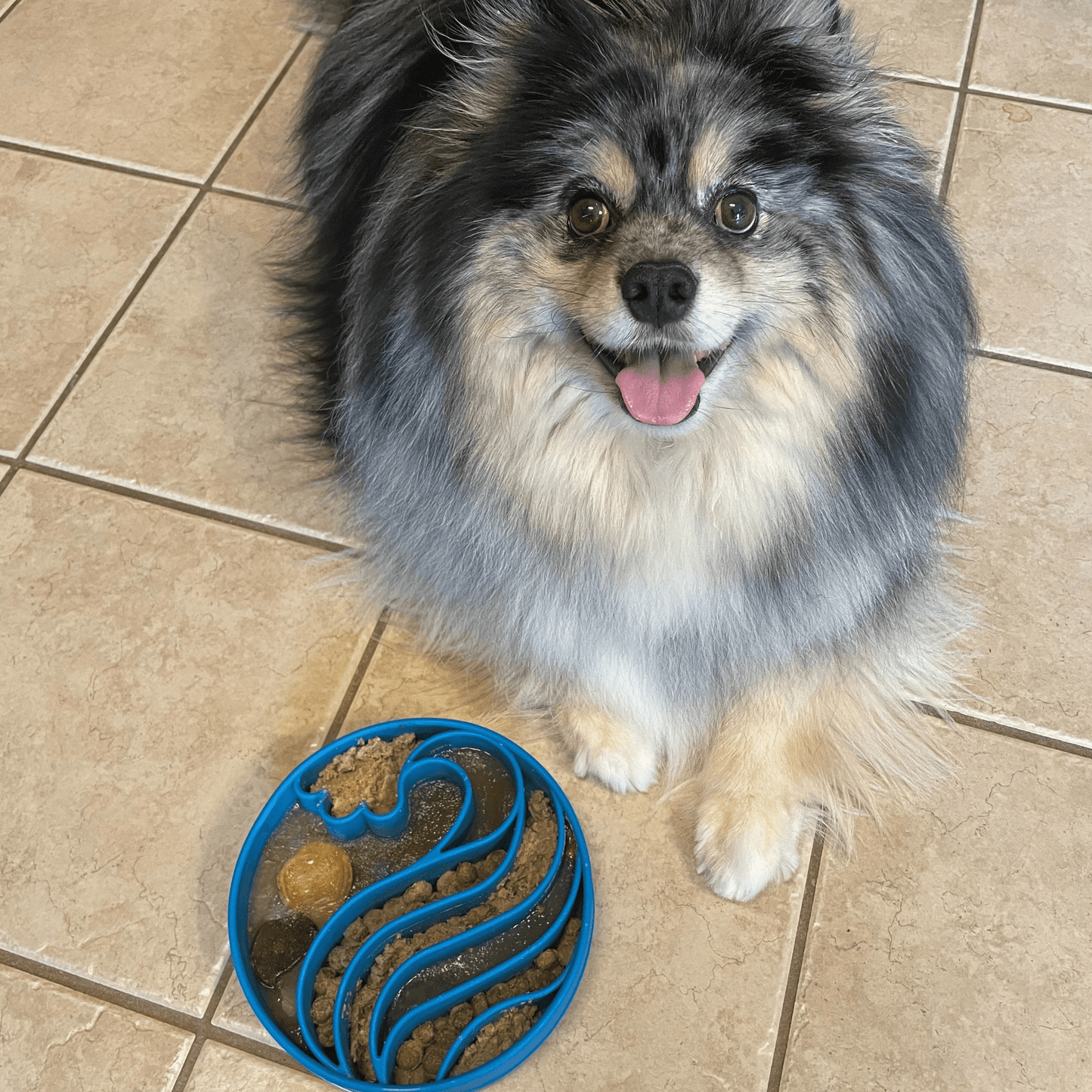 SodaPup Slow Feeder Dog Bowls – Reduces Bloat & Choking | Dishwasher Safe | Made in USA | 4 Styles
