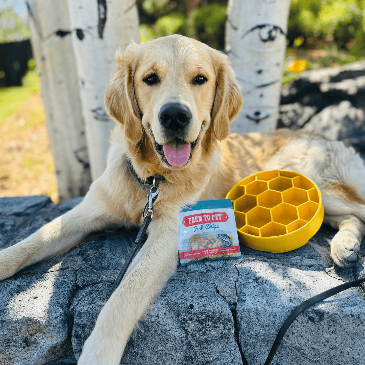 SodaPup Slow Feeder Dog Bowls – Reduces Bloat & Choking | Dishwasher Safe | Made in USA | 4 Styles