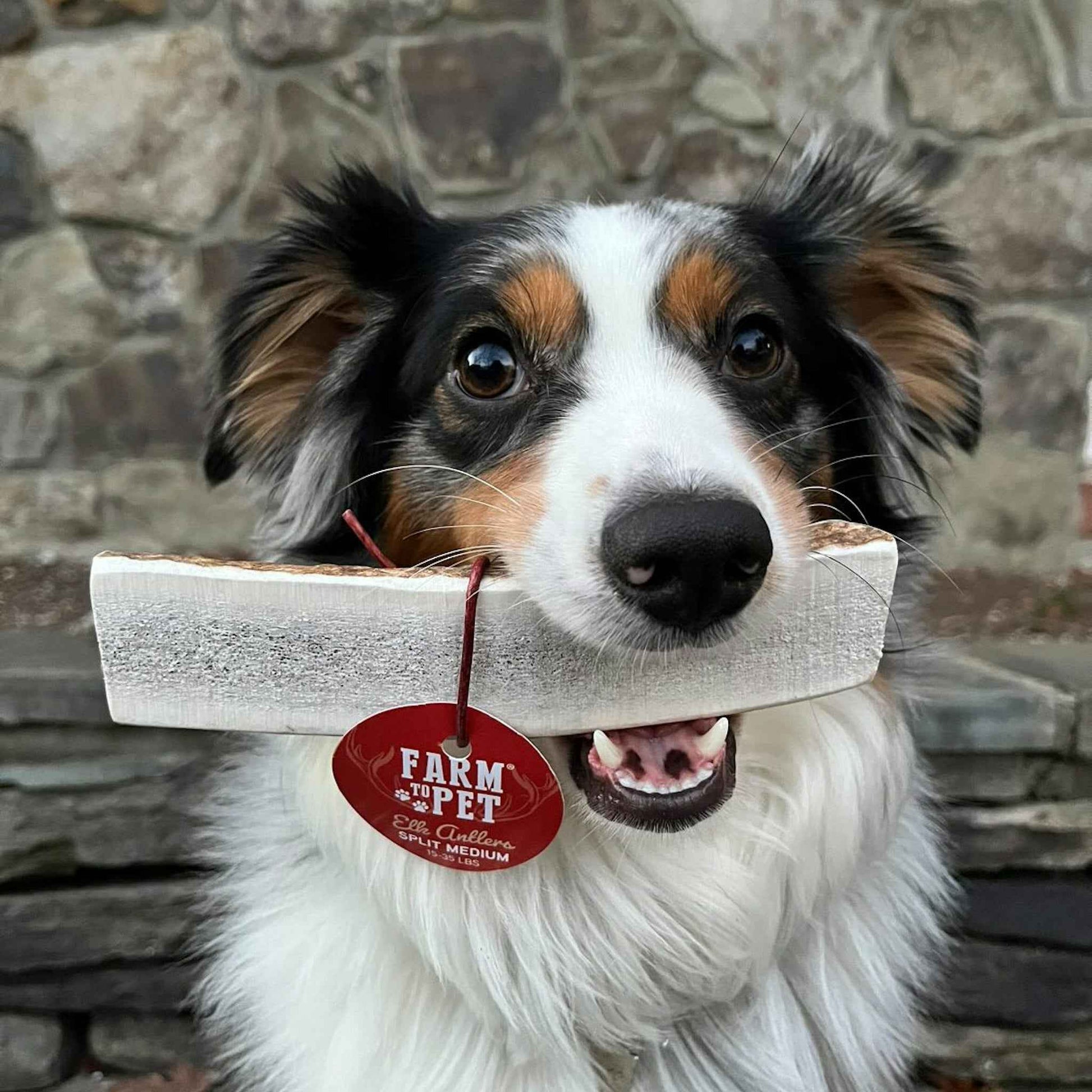 Elk Antler Dog Chews | All-Natural Whole and Split Elk Antler Chews for Dogs