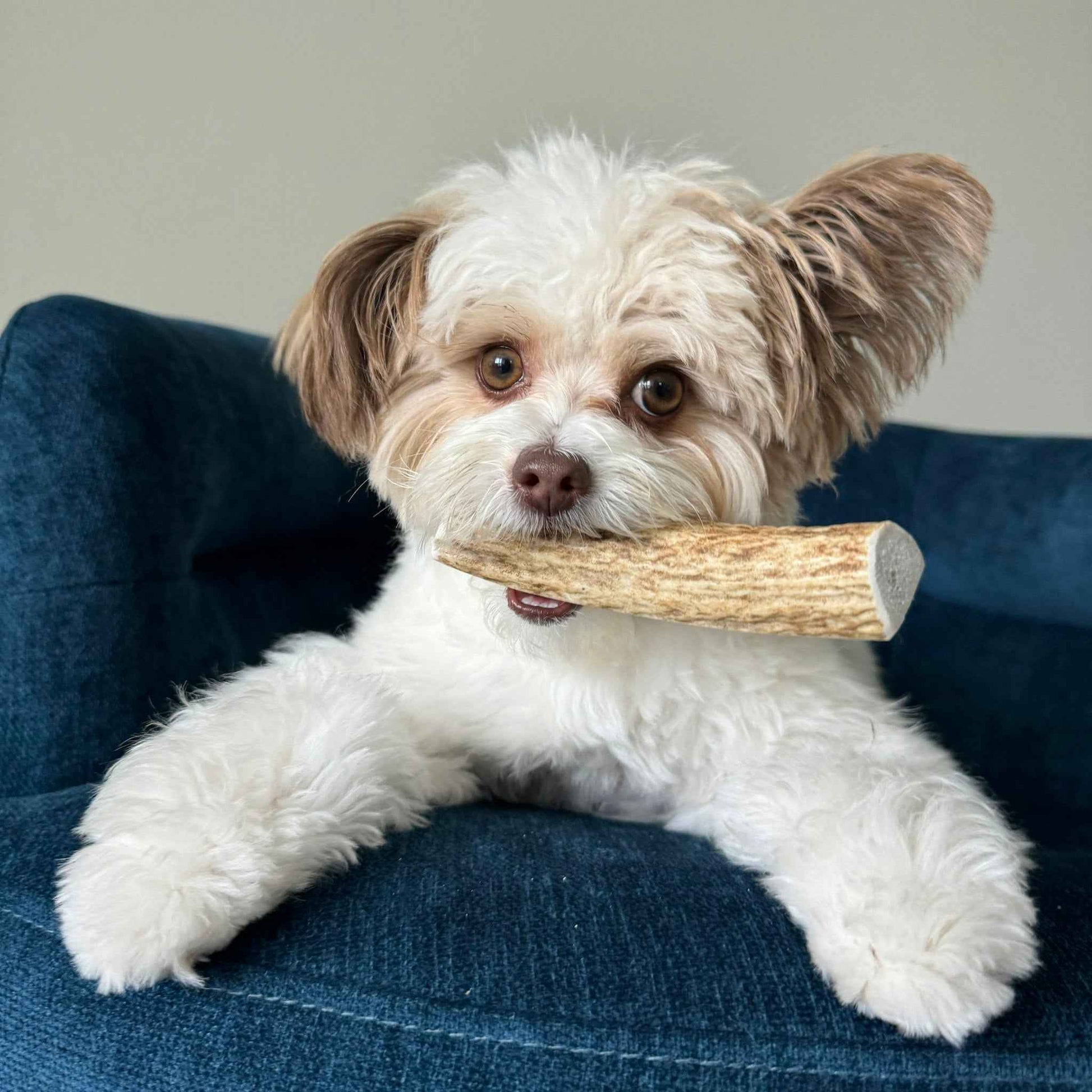 Elk Antler Dog Chews | All-Natural Whole and Split Elk Antler Chews for Dogs