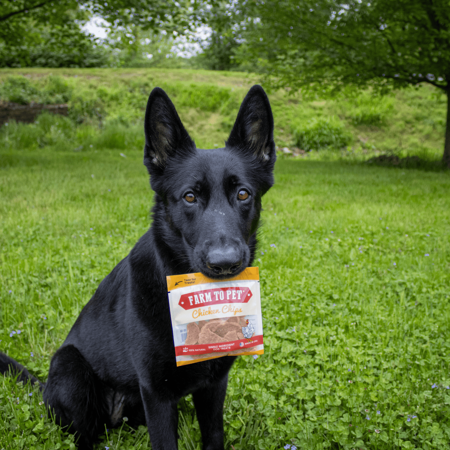 Chicken Chips Snack Packs – Single-Ingredient, 80% Protein | Training Treats | Made in USA