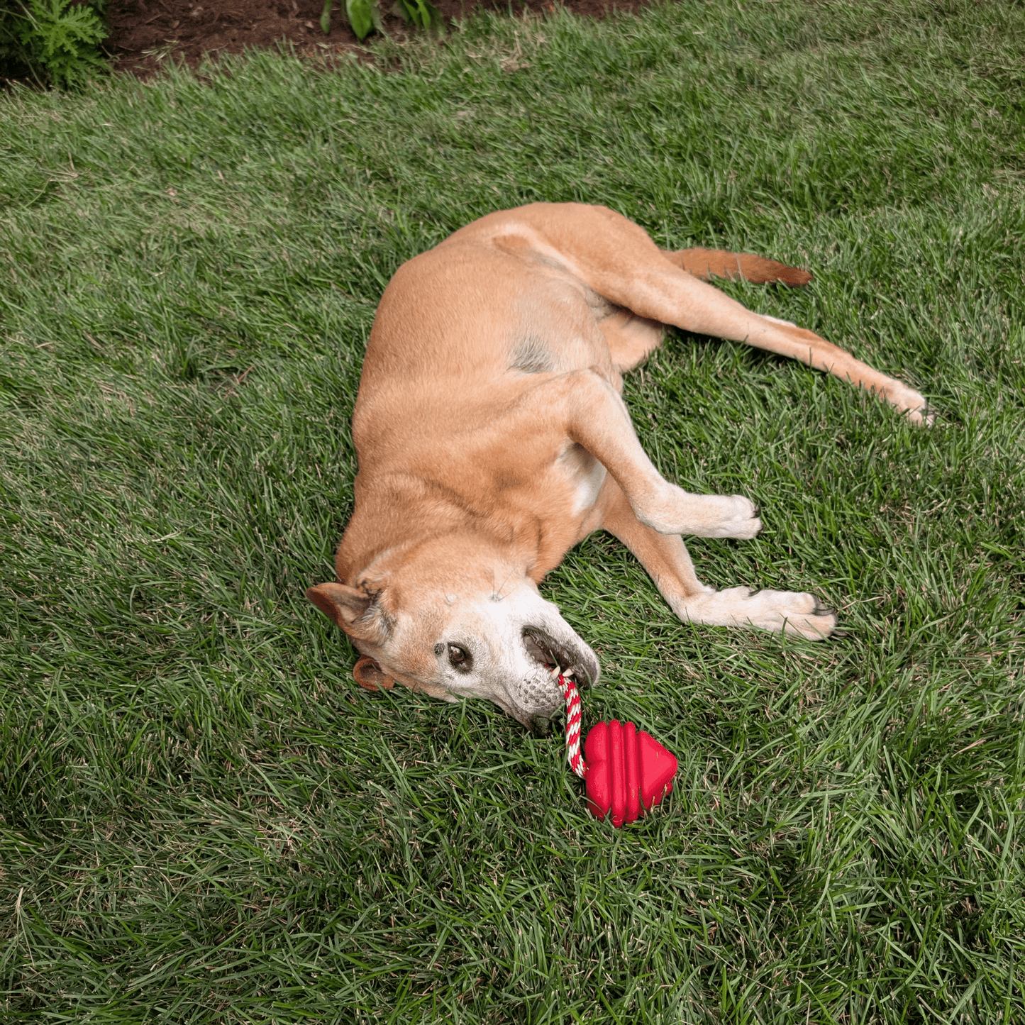 SodaPup Dog Tug & Chew Toys – Durable, Non-Toxic | Made in USA | 3 Styles