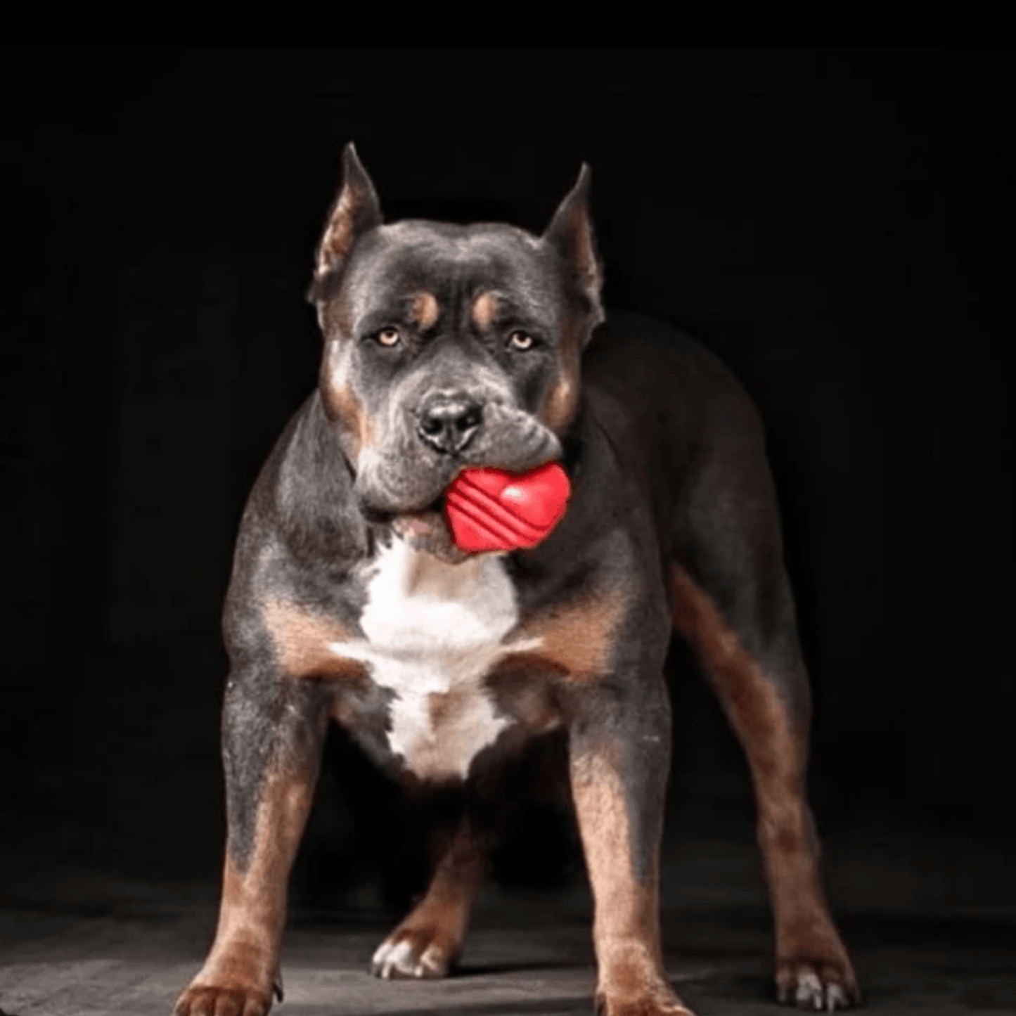SodaPup Dog Tug & Chew Toys – Durable, Non-Toxic | Made in USA | 3 Styles