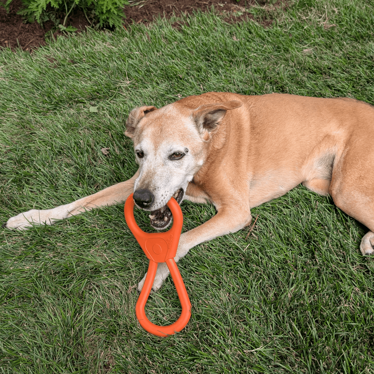 SodaPup Dog Tug & Chew Toys – Durable, Non-Toxic | Made in USA | 3 Styles
