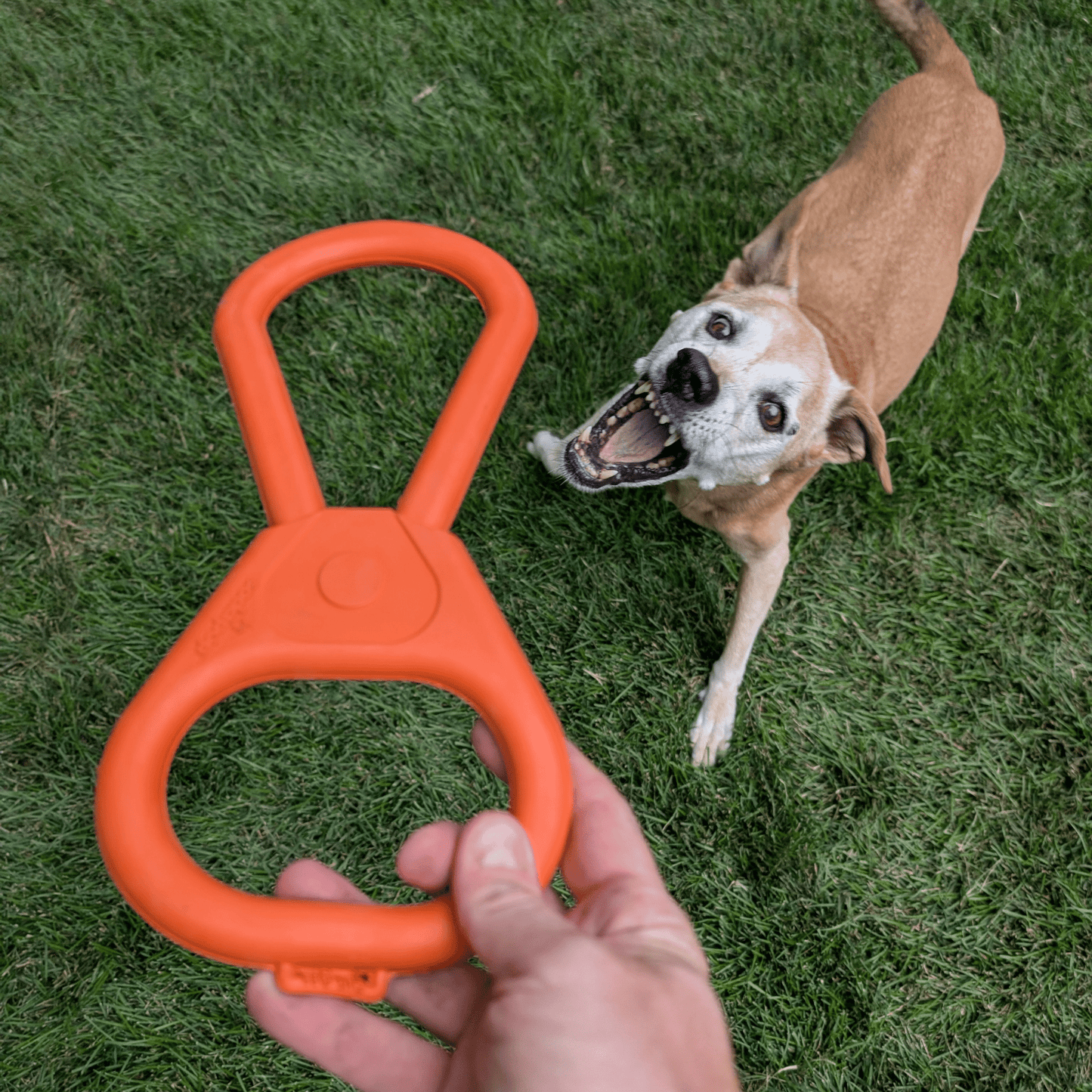 SodaPup Dog Tug & Chew Toys – Durable, Non-Toxic | Made in USA | 3 Styles