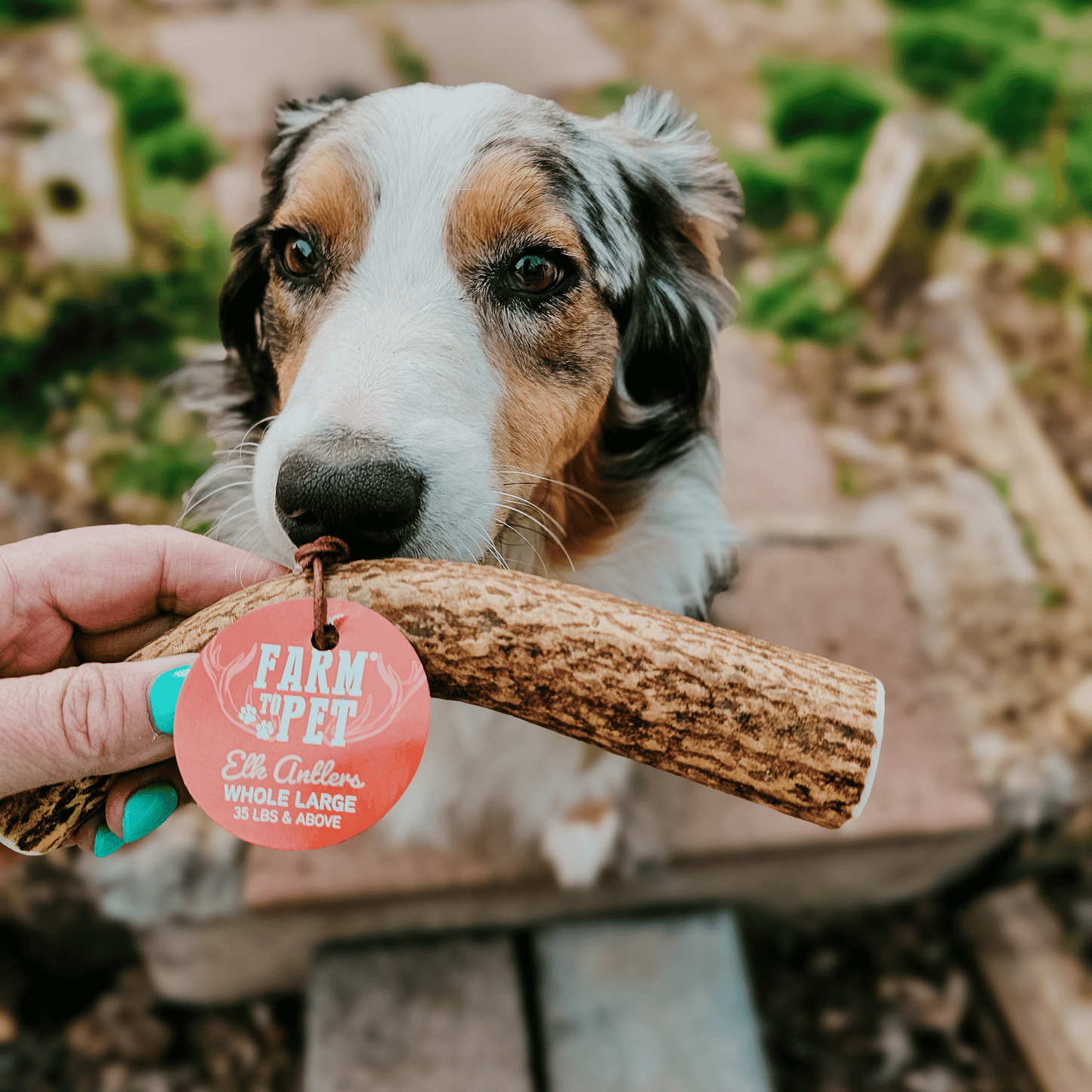 Elk Antler Dog Chews – Whole & Split | Splinter-Resistant, Non-Allergenic | Wild-Harvested Wyoming