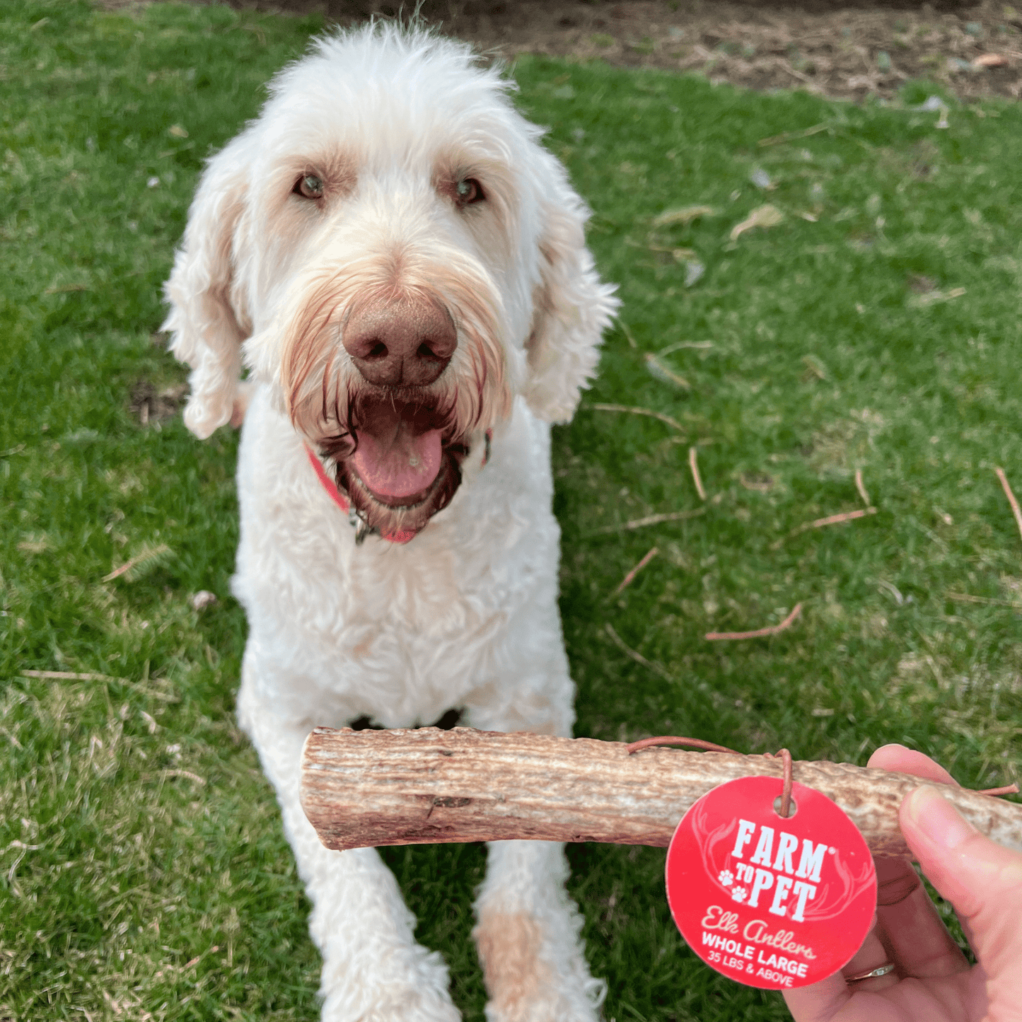 Elk Antler Dog Chews – Whole & Split | Splinter-Resistant, Non-Allergenic | Wild-Harvested Wyoming