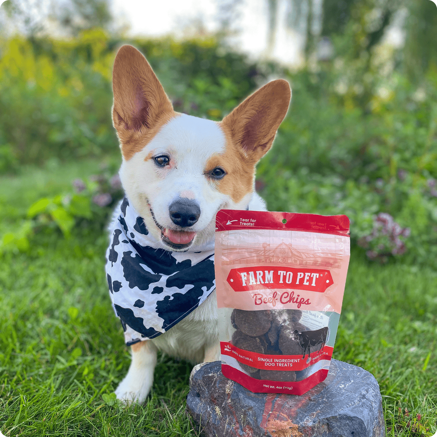 Beef Chips for Dogs – Single-Ingredient, Human-Grade | 6 Cal/Chip | Made in USA