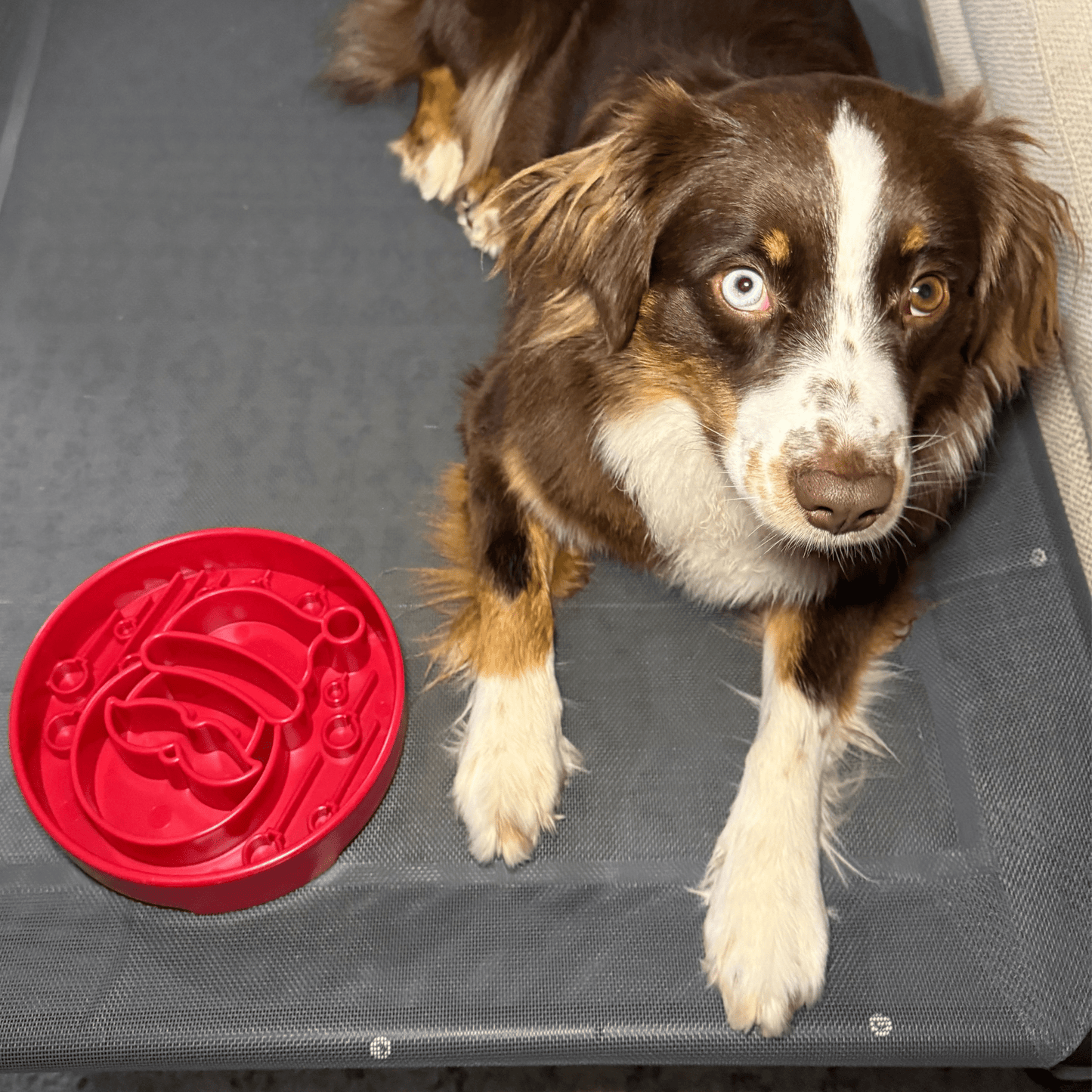 SodaPup Slow Feeder Dog Bowls – Reduces Bloat & Choking | Dishwasher Safe | Made in USA | 4 Styles