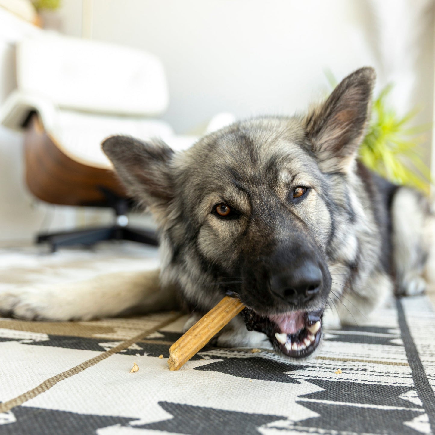 West Paw Natural Dental Sticks – Small | Freshens Breath, Reduces Plaque | Fits Qwizl Treat Toy