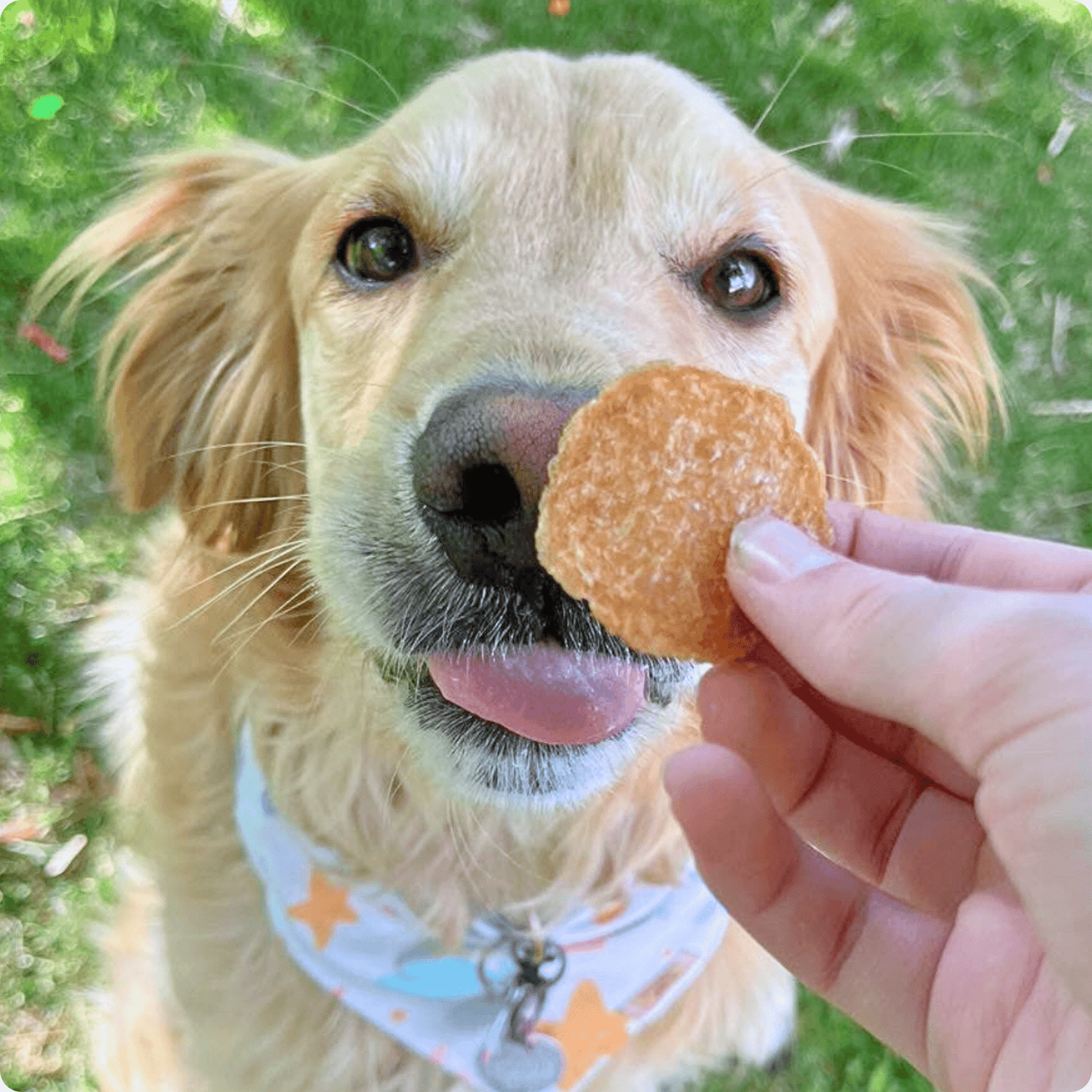 Chicken Chips for Dogs – Single-Ingredient, 80% Protein | Human-Grade | Made in USA