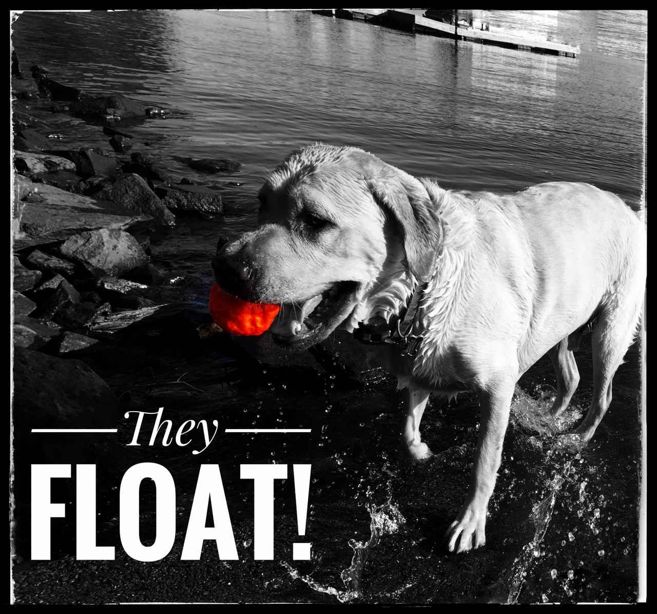 WUNDERball - Best Fetch Toy
