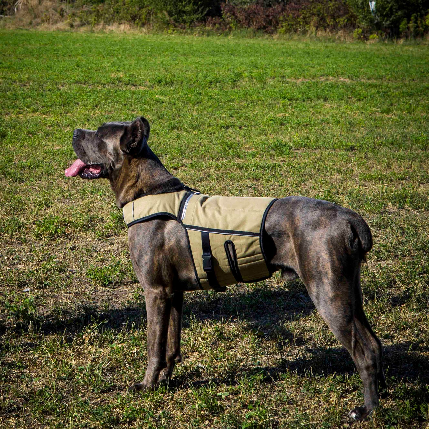 BESTIA Dog Sport Weighted Harness – Adjustable Resistance Dog Training Harness