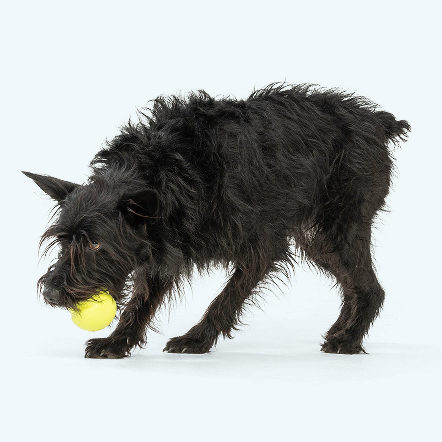 West Paw Jive Dog Ball – Erratic Bounce, Tougher Than Tennis | Fetch & Chew | XS, S & L