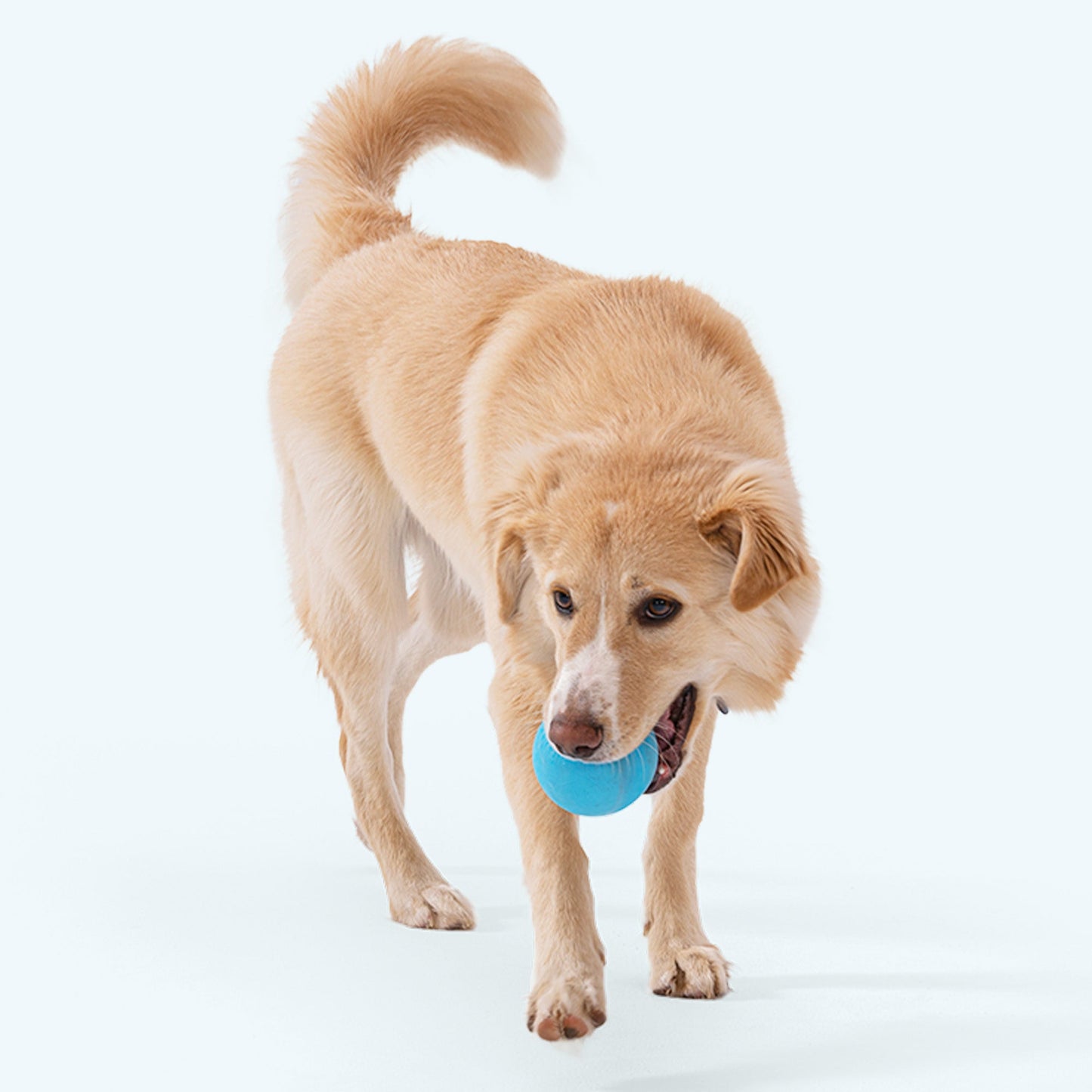 West Paw Jive Dog Ball – Erratic Bounce, Tougher Than Tennis | Fetch & Chew | XS, S & L