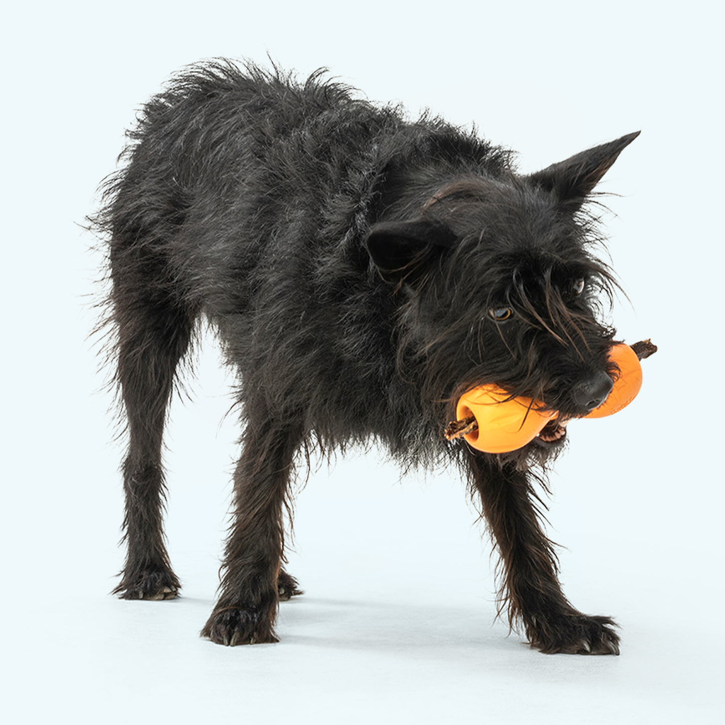 West Paw Qwizl Treat Toy – Makes Bully Sticks Last Longer | Tough Chewer | S & L