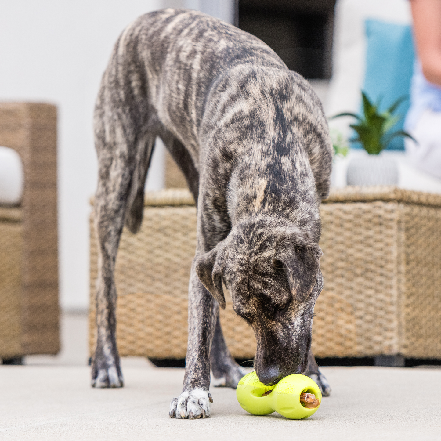 West Paw Qwizl Treat Toy – Makes Bully Sticks Last Longer | Tough Chewer | S & L