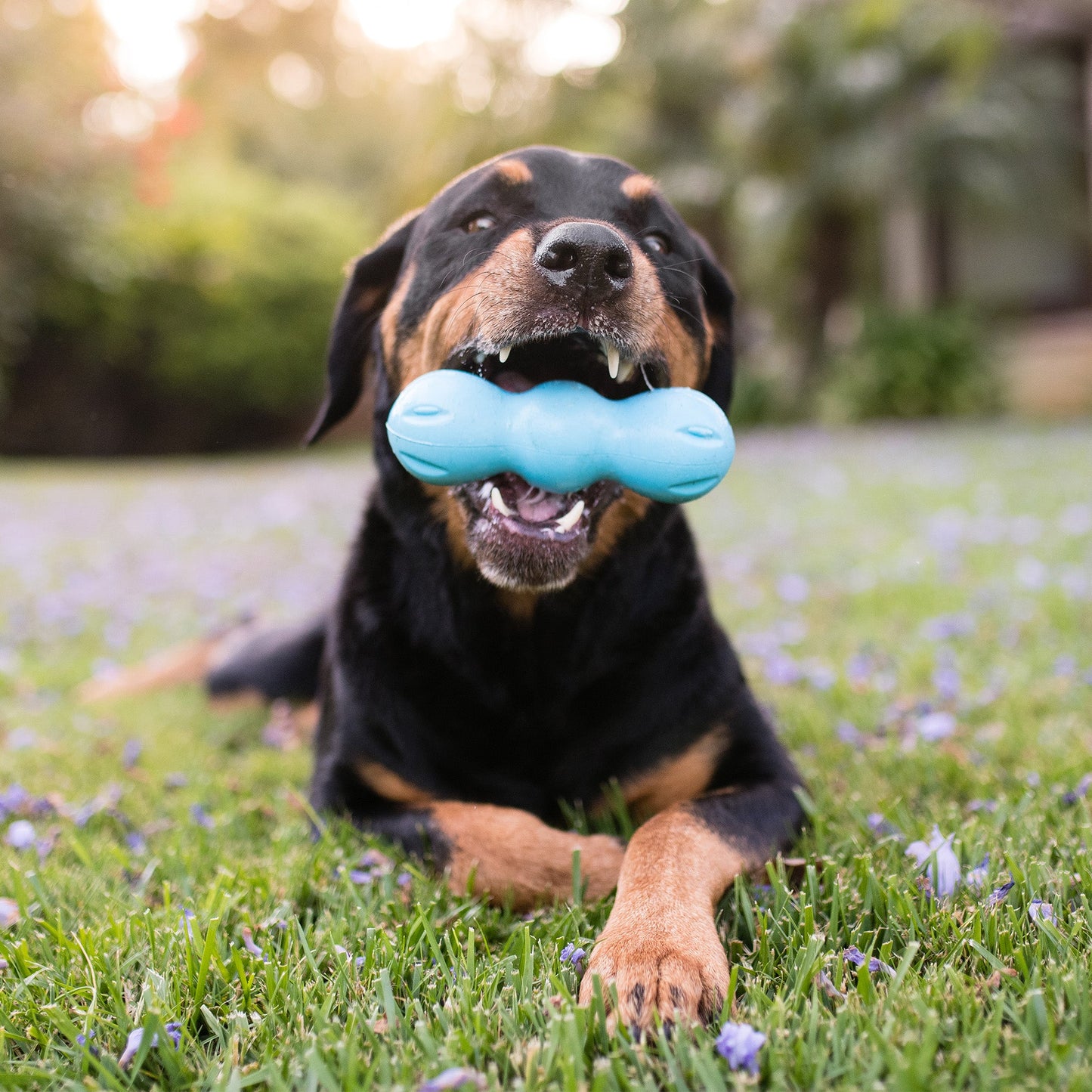 West Paw Rumpus Dog Toy – Ultra-Durable, 3-Lobe Chew Toy | Floatable | S & M